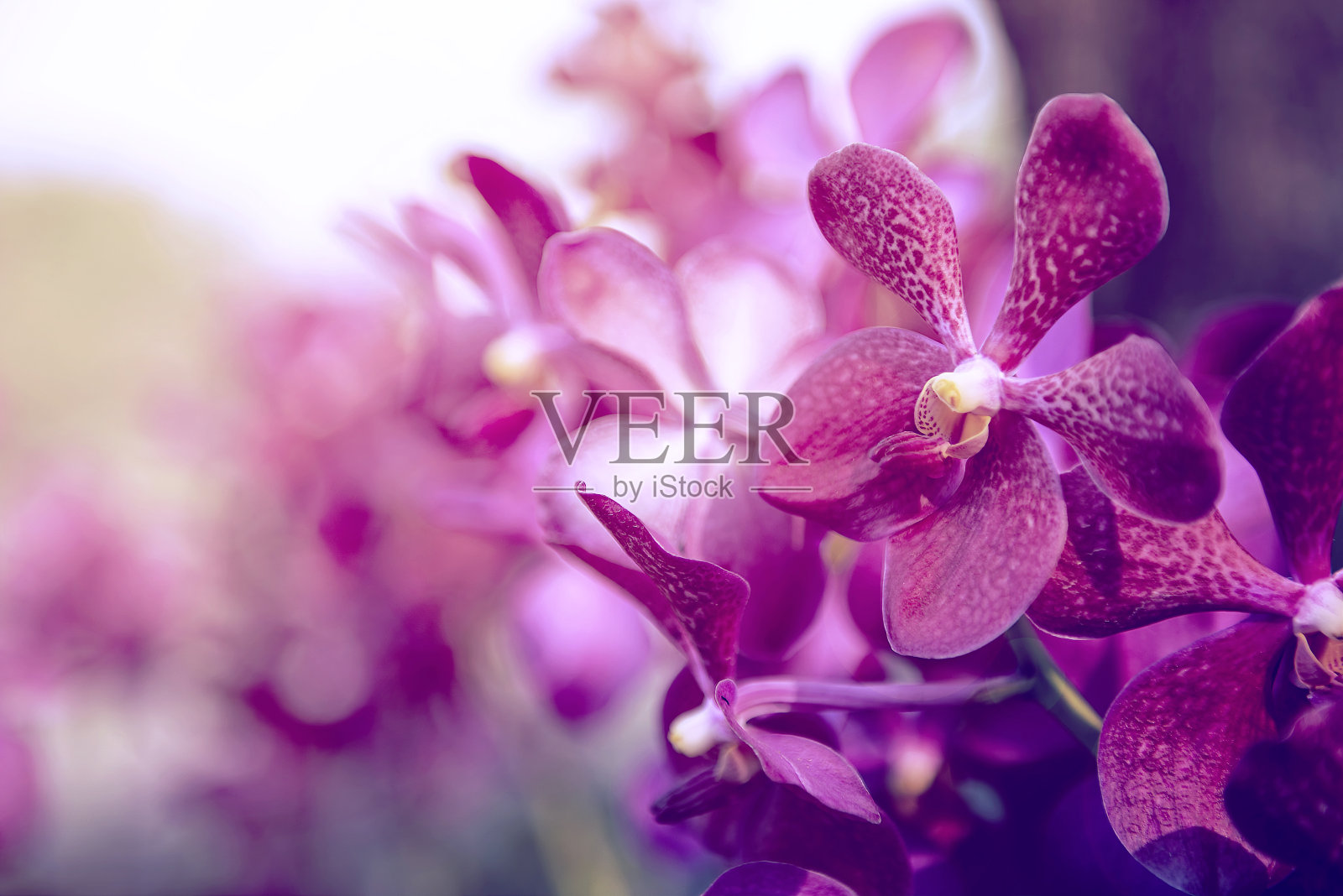 美丽的紫兰花花树。照片摄影图片