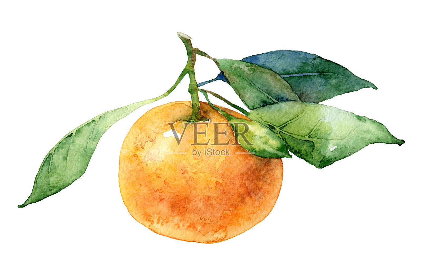 单瓣柑橘插画图片素材