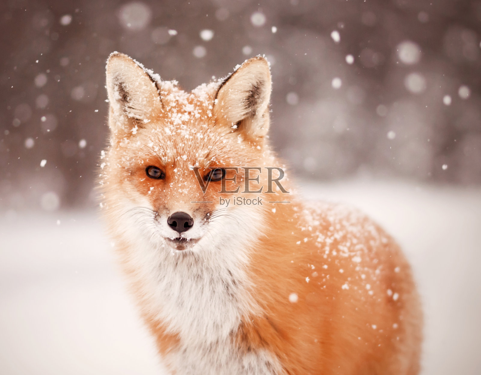 红色的狐狸和飘落的雪照片摄影图片