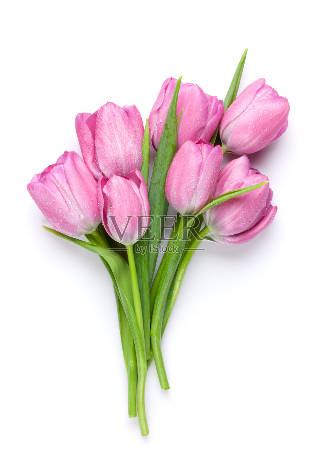 新鲜的粉红色郁金香花照片摄影图片
