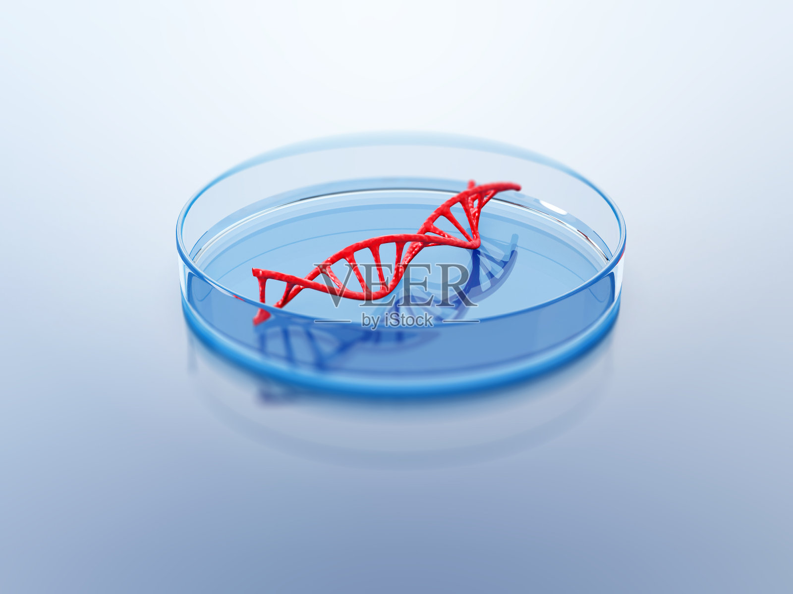 培养皿中的DNA结构。照片摄影图片