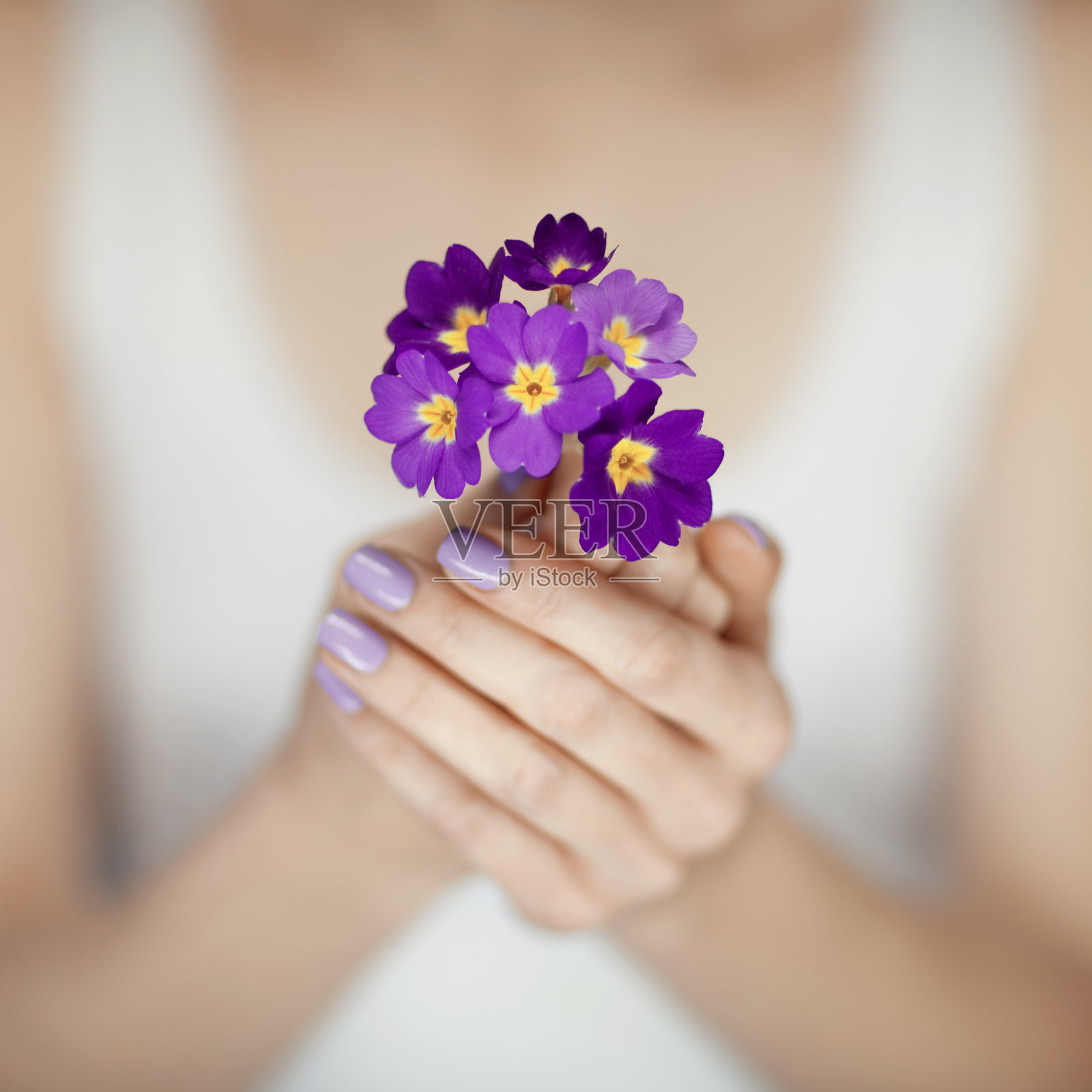 女人的手握着紫色的漂亮指甲捧着鲜花照片摄影图片