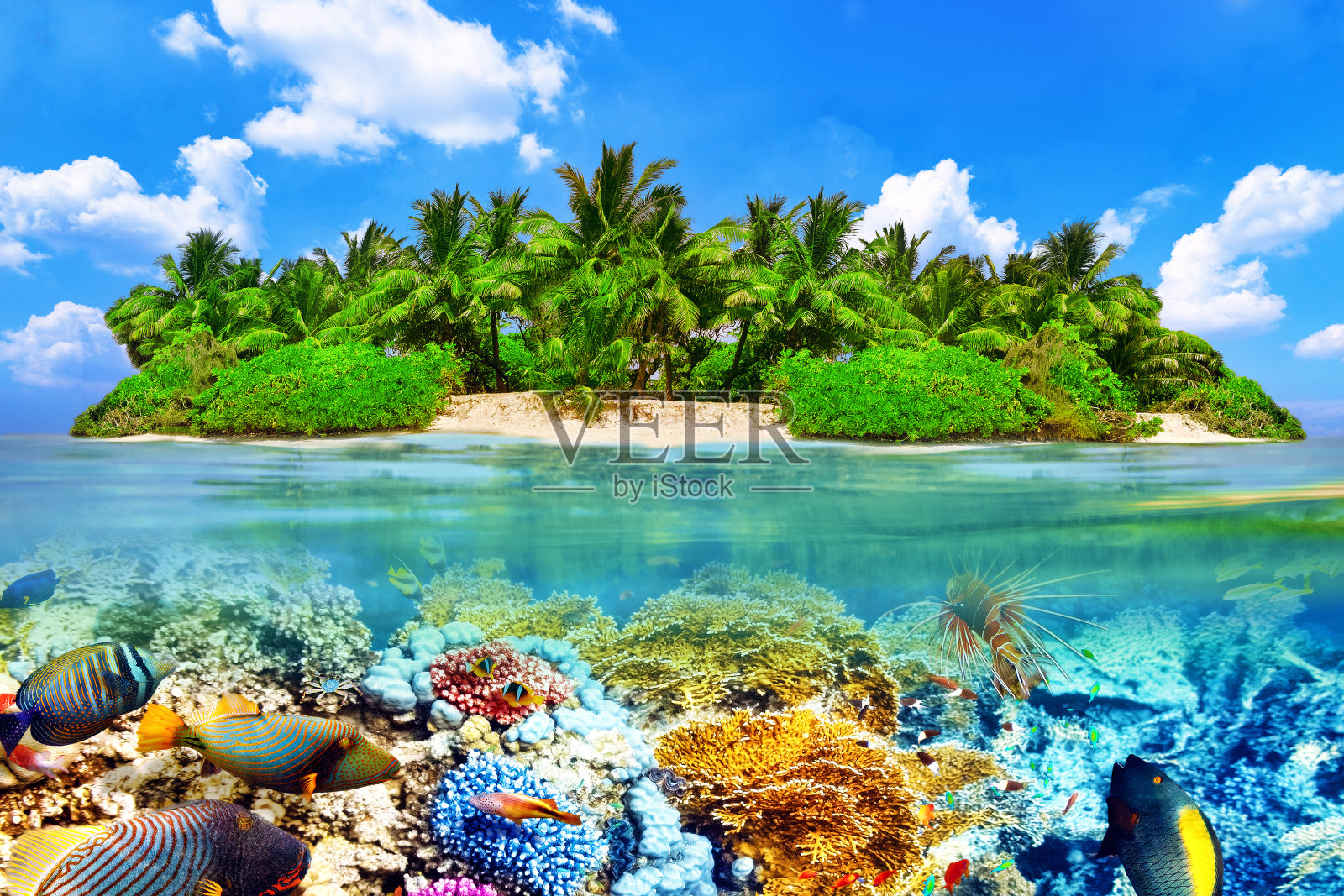 热带岛屿和马尔代夫的水下世界。照片摄影图片
