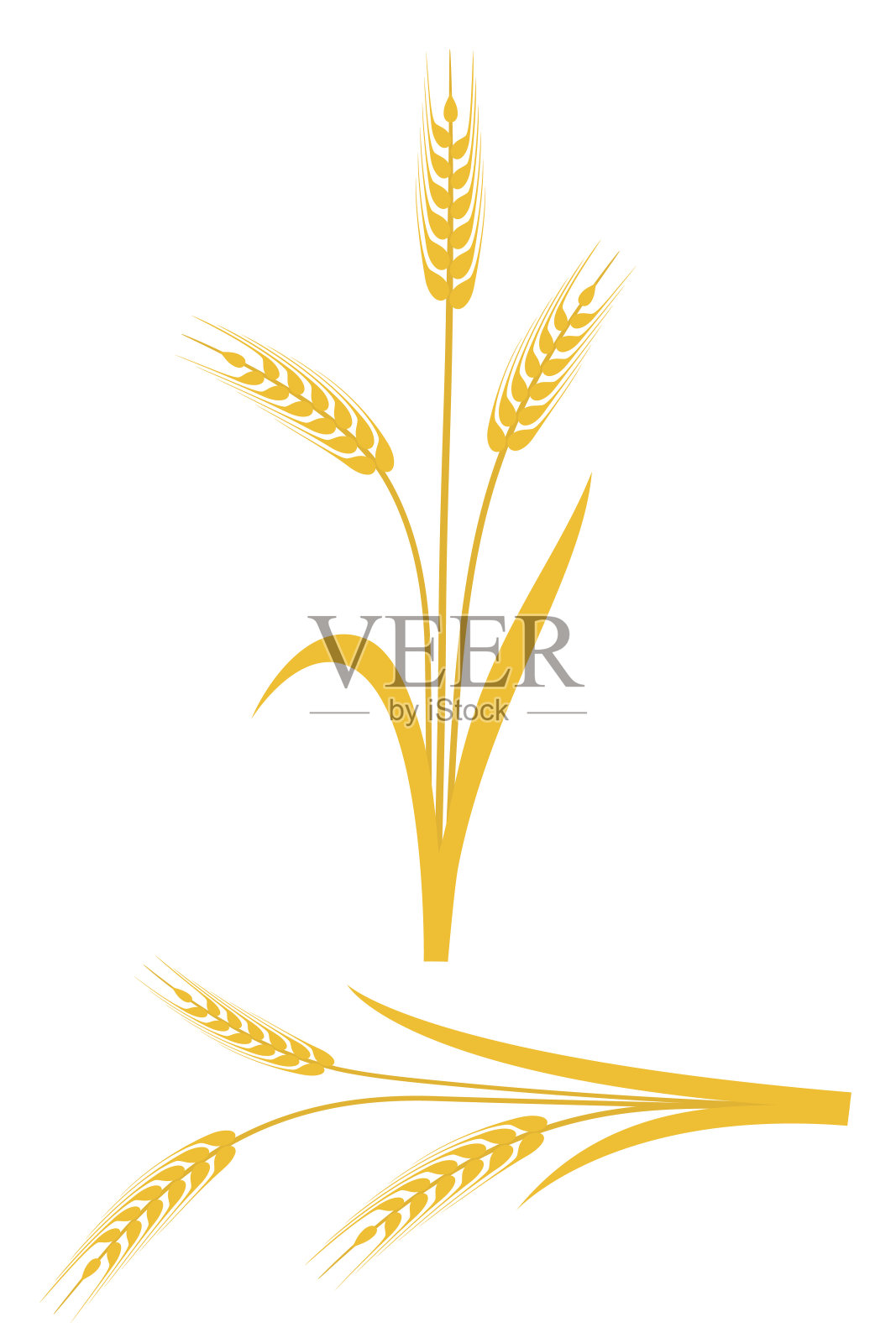 白色背景上的黄色小麦穗插画图片素材