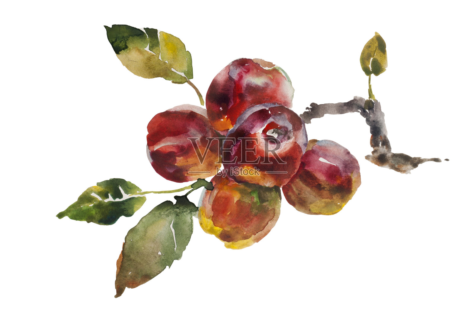 红苹果串在树枝上插画图片素材
