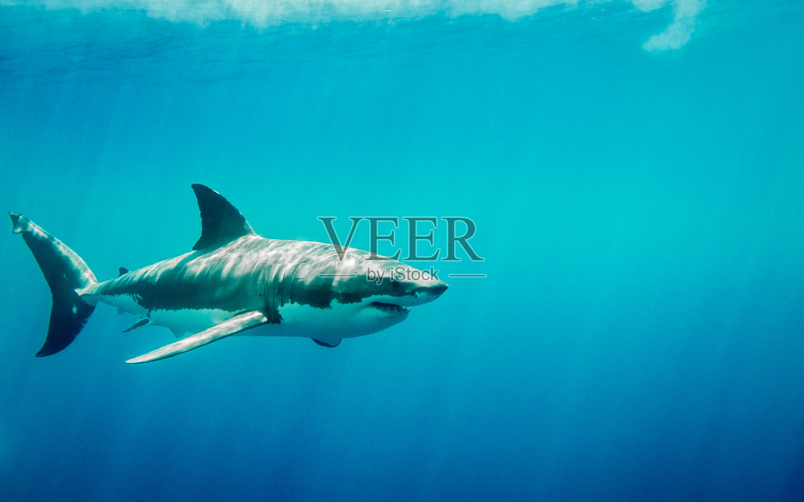 阳光下蓝色海洋里的大白鲨照片摄影图片