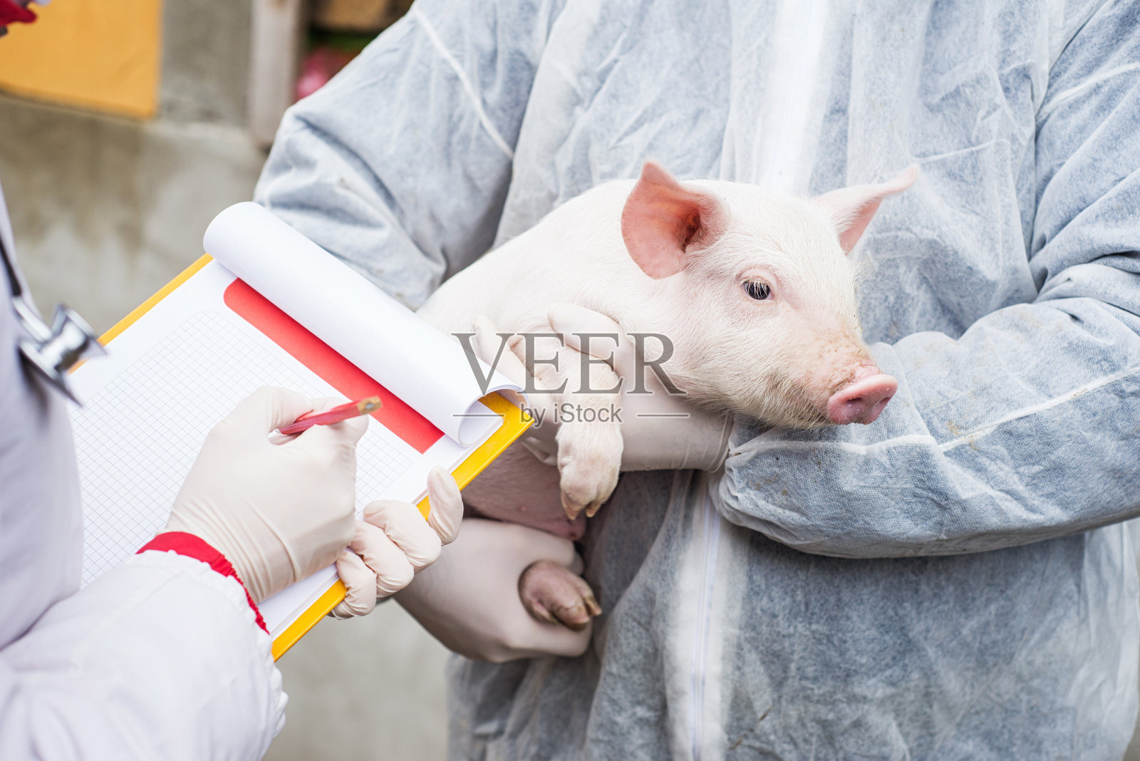 兽医抱着一头猪，护士在做试验。照片摄影图片