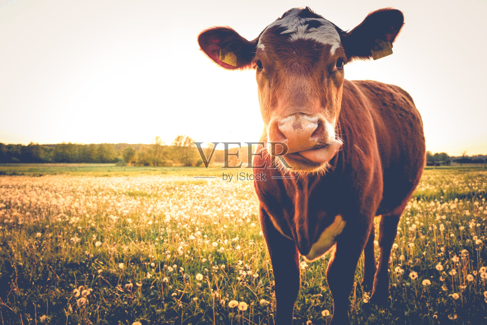 草地上的独牛照片摄影图片