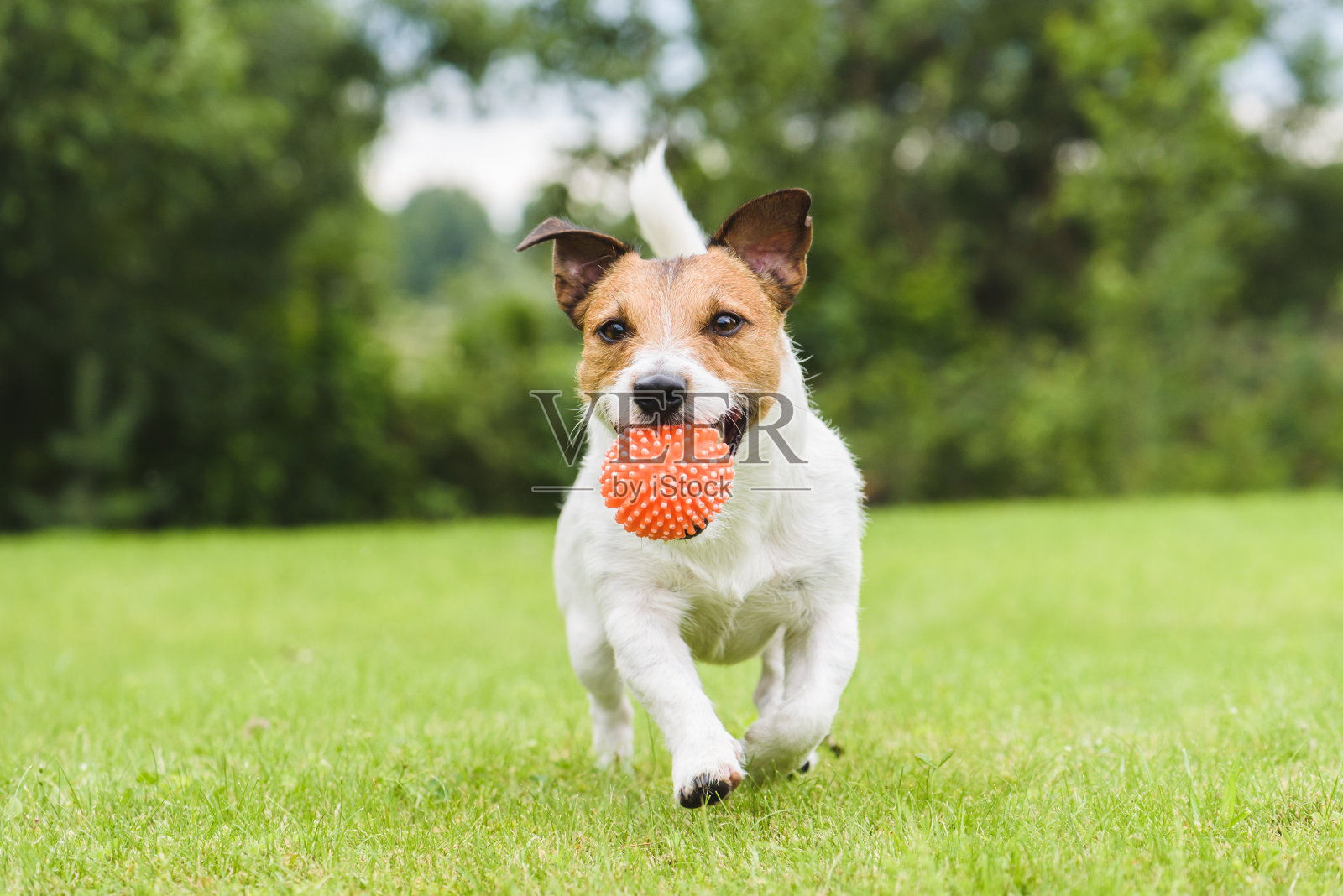 有趣的宠物狗玩橙色的玩具球照片摄影图片