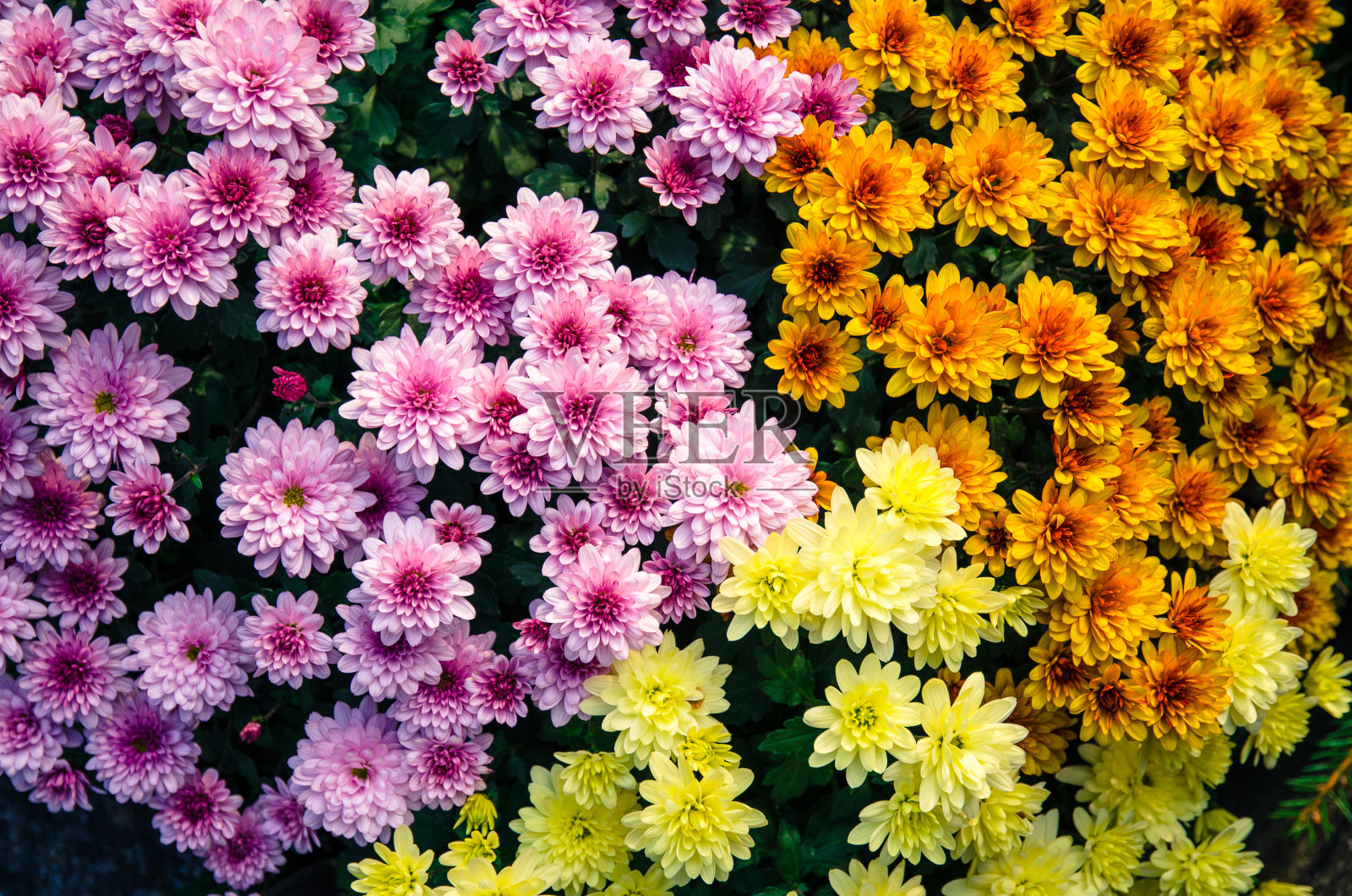 五颜六色的菊花照片摄影图片