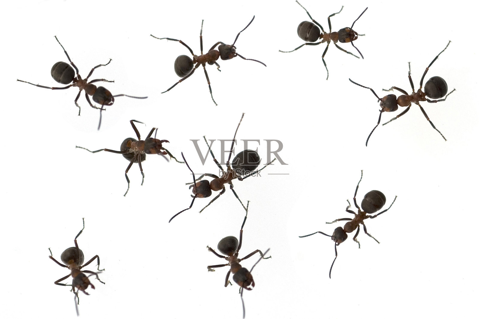 阿梅斯;福米卡;鲁法：红色;木蚂蚁照片摄影图片