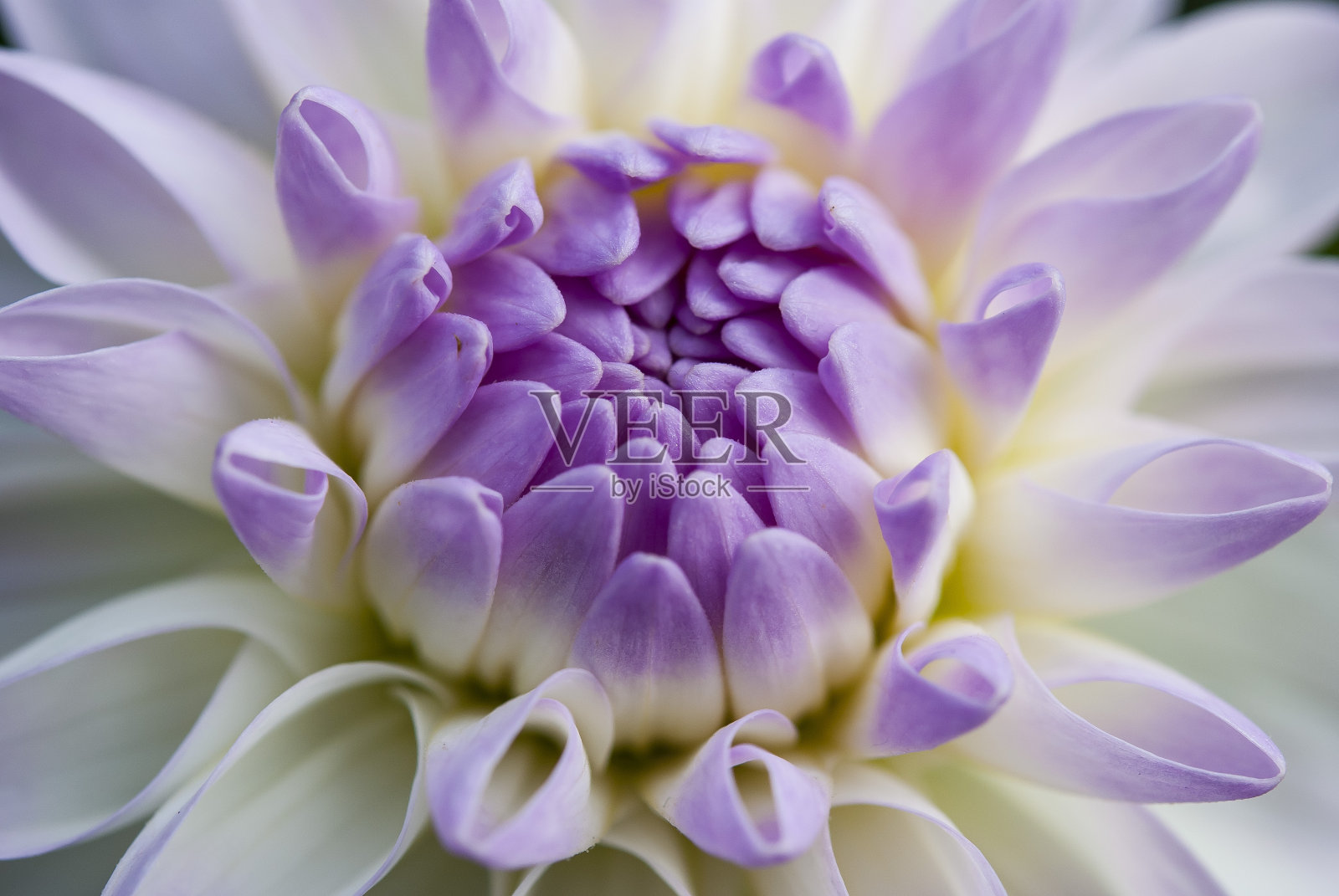 紫花在宏观上照片摄影图片