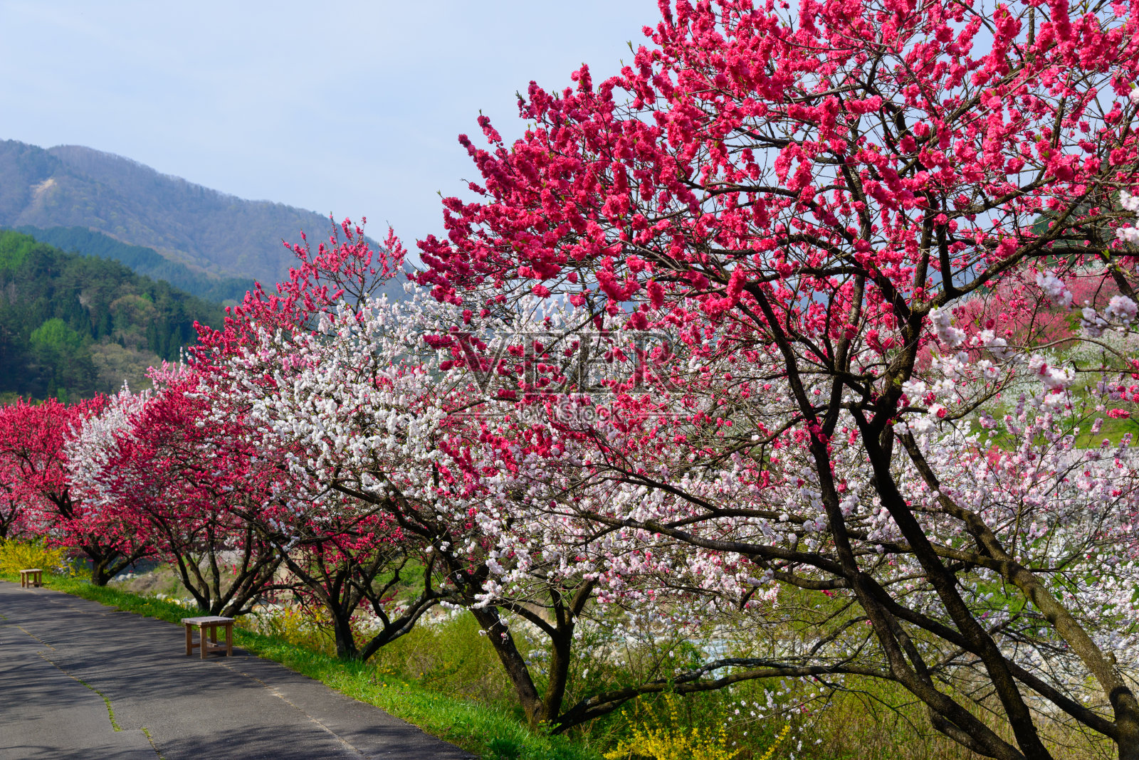日本长野，池山温泉，桃花盛开照片摄影图片