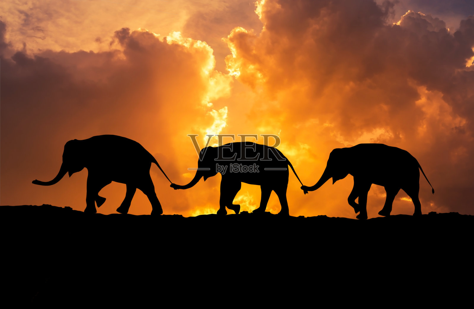 在日落时，大象用鼻子抓住家族尾巴照片摄影图片