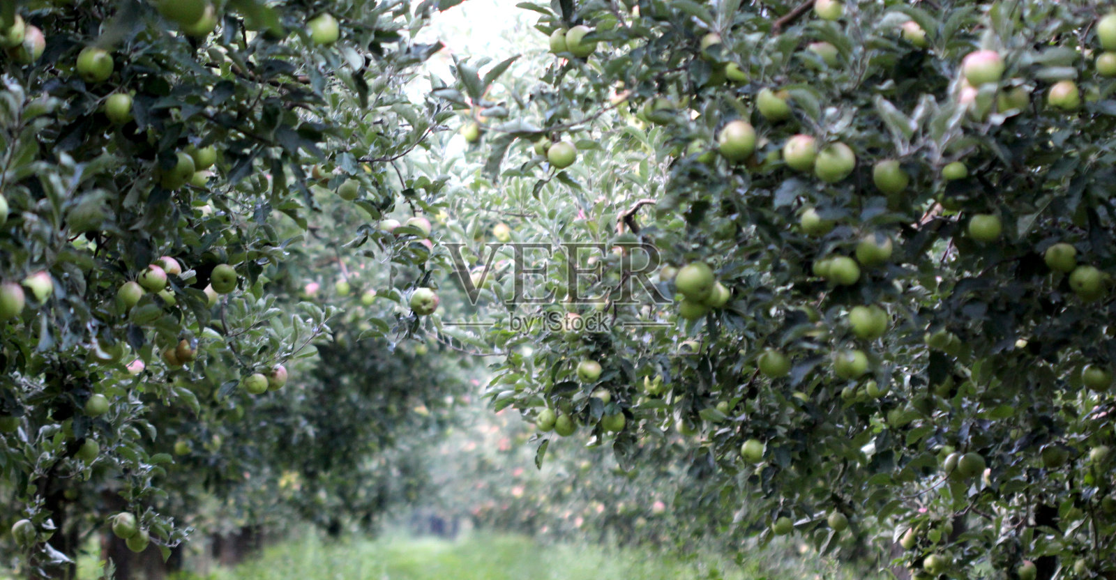 苹果园的图片照片摄影图片