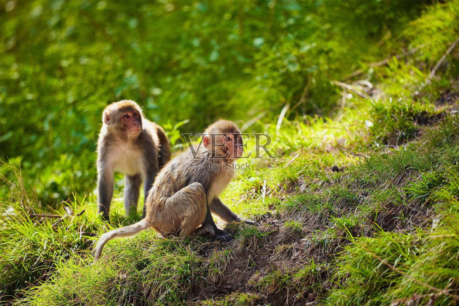 印度的恒河猴照片摄影图片