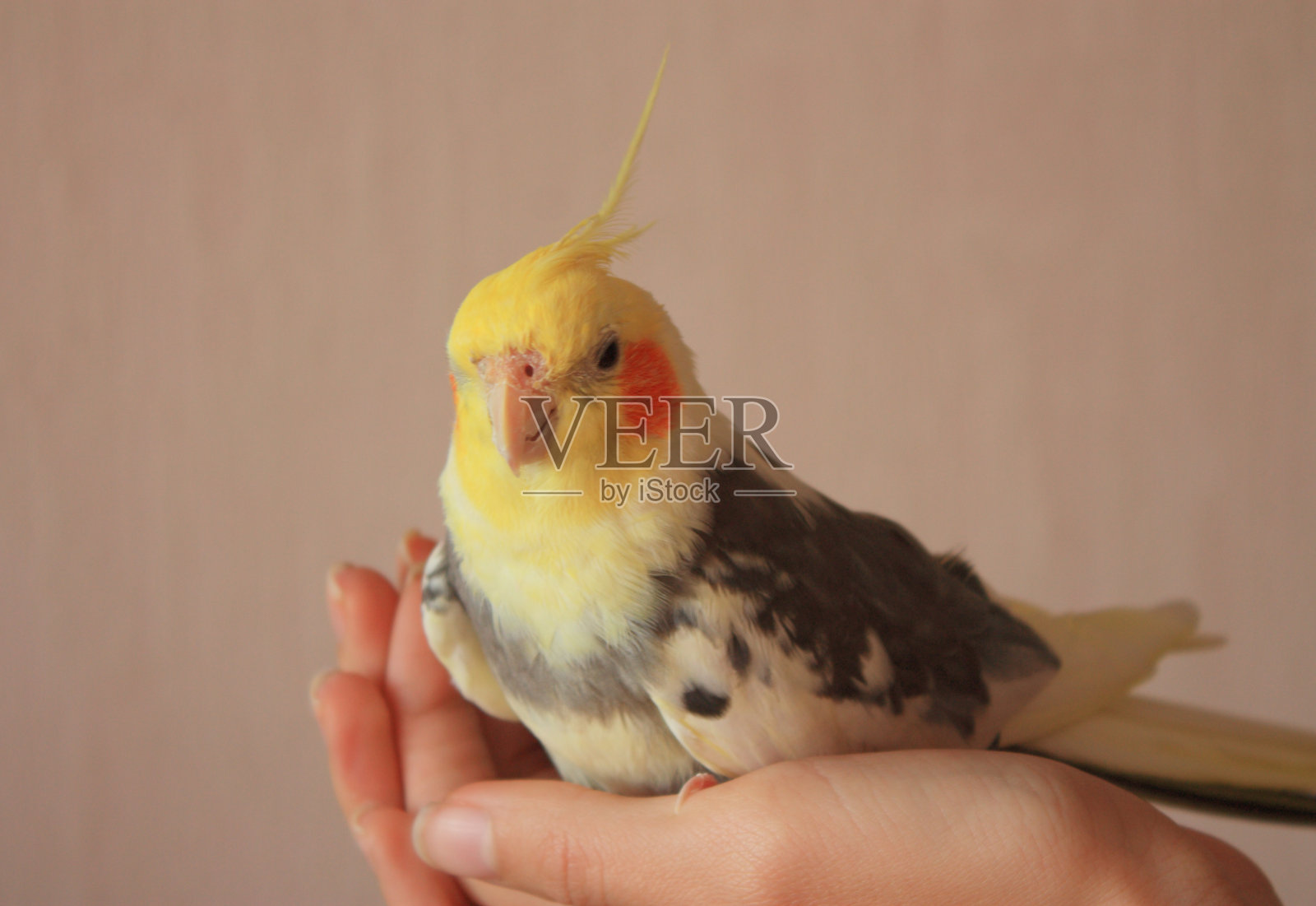 人手上的黄色鹦鹉宠物，特写照片摄影图片