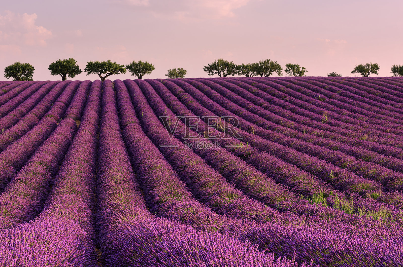法国普罗旺斯的薰衣草田-自然背景照片摄影图片