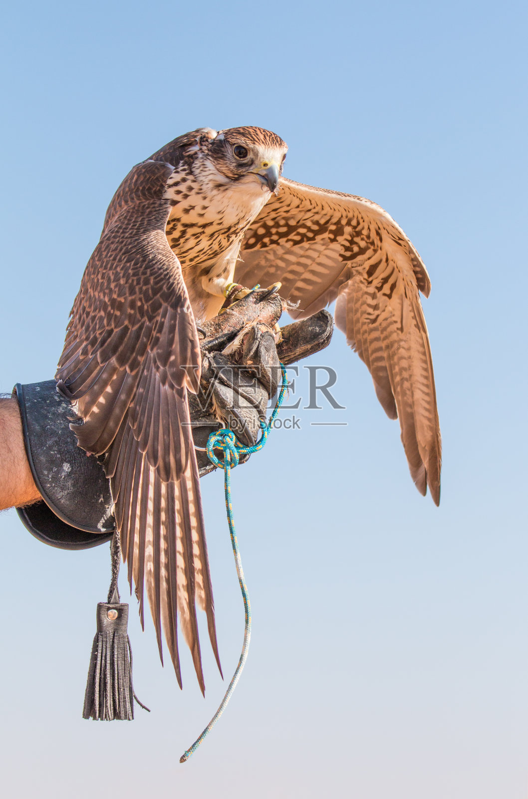 在阿联酋迪拜的一场沙漠猎鹰表演中，沙克隼(falco cherrug)。照片摄影图片