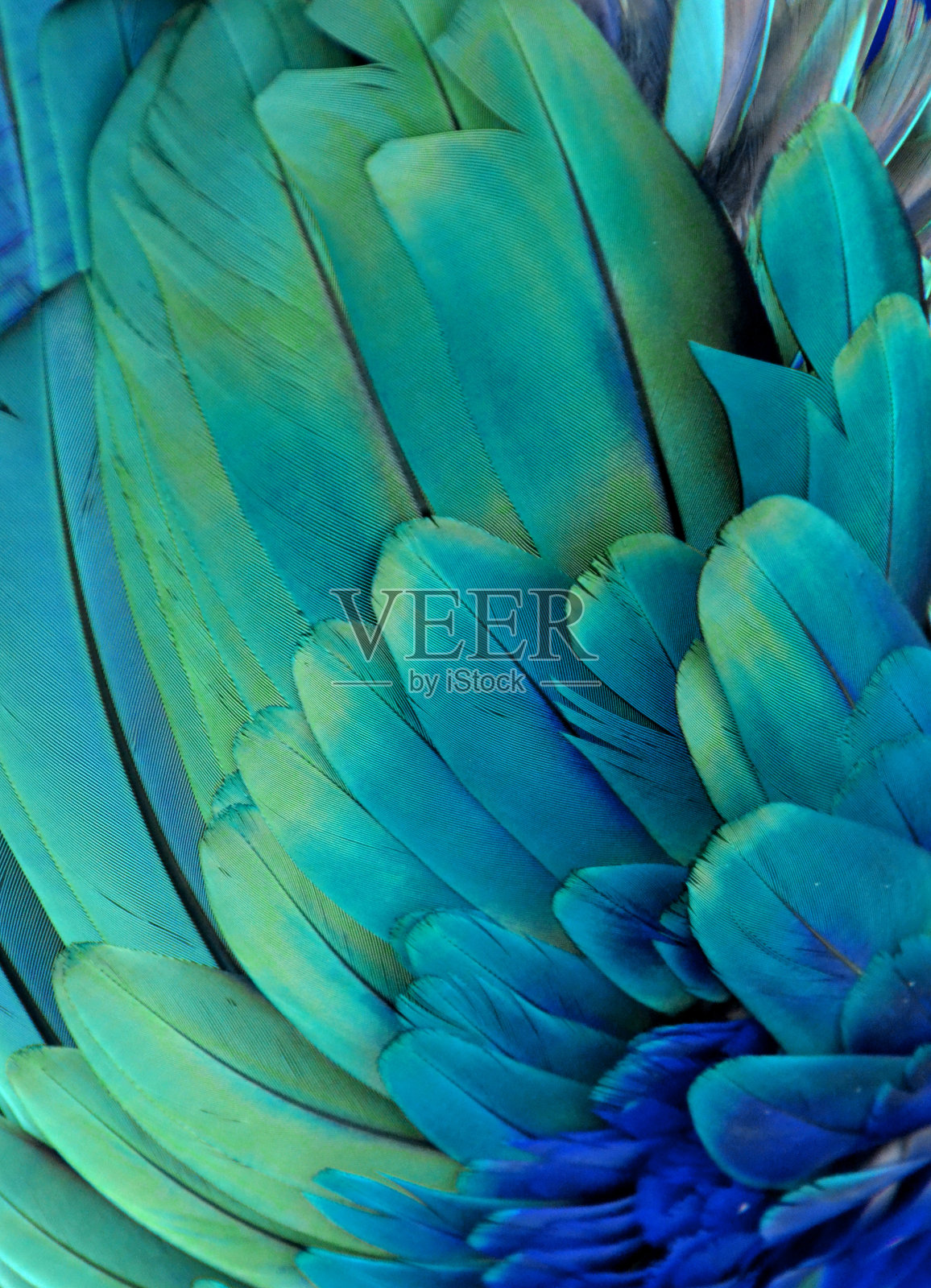 鹦鹉的羽毛(绿色/蓝色)照片摄影图片