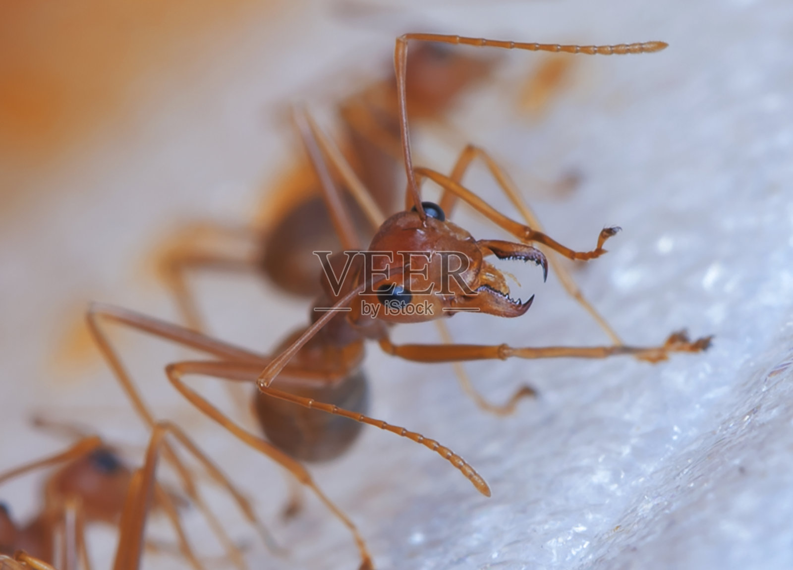 红蚂蚁照片摄影图片