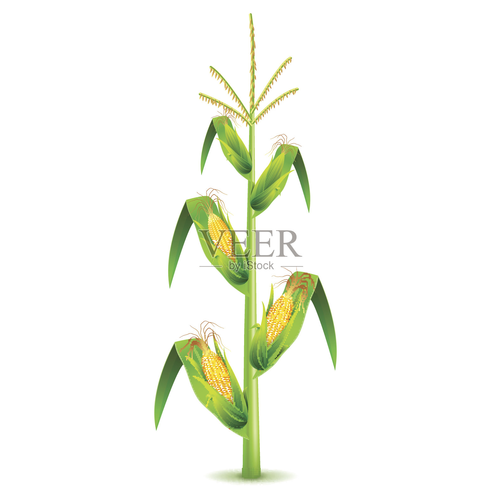 在白色载体上分离的玉米植株生长插画图片素材