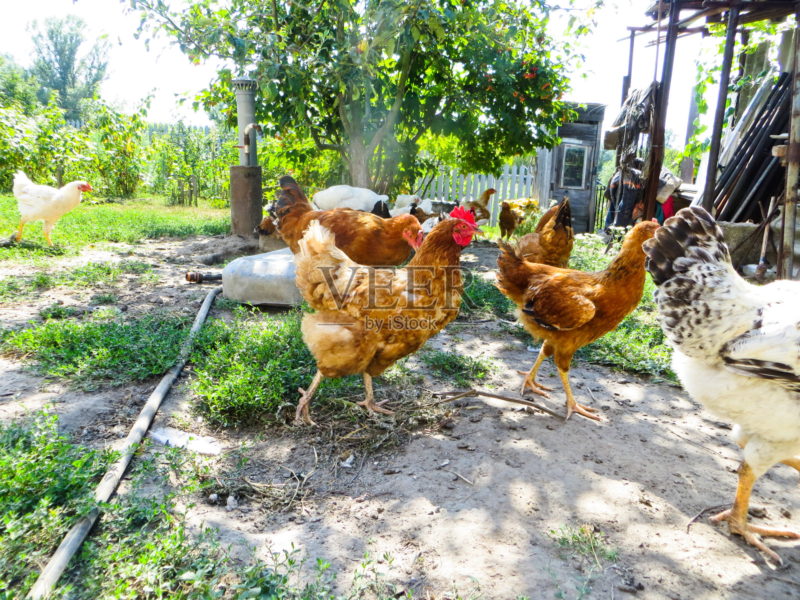 农场院子里的母鸡照片摄影图片