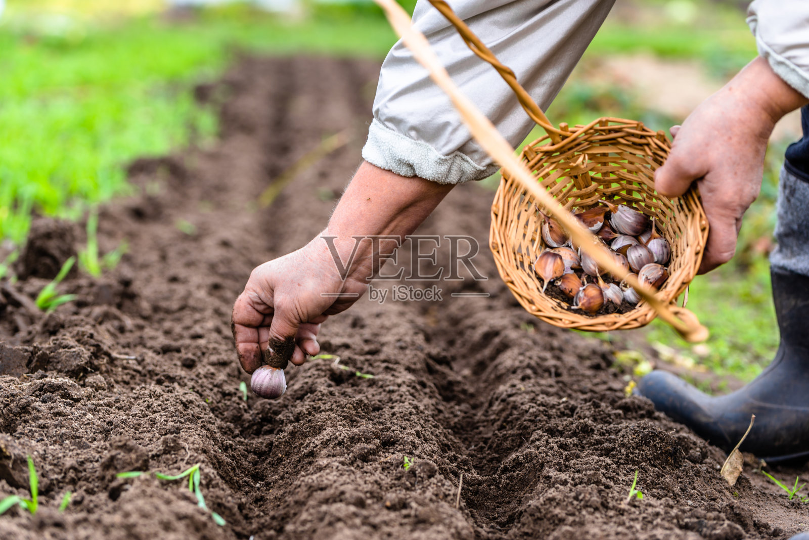农民准备种植大蒜，蔬菜园，秋季园艺照片摄影图片