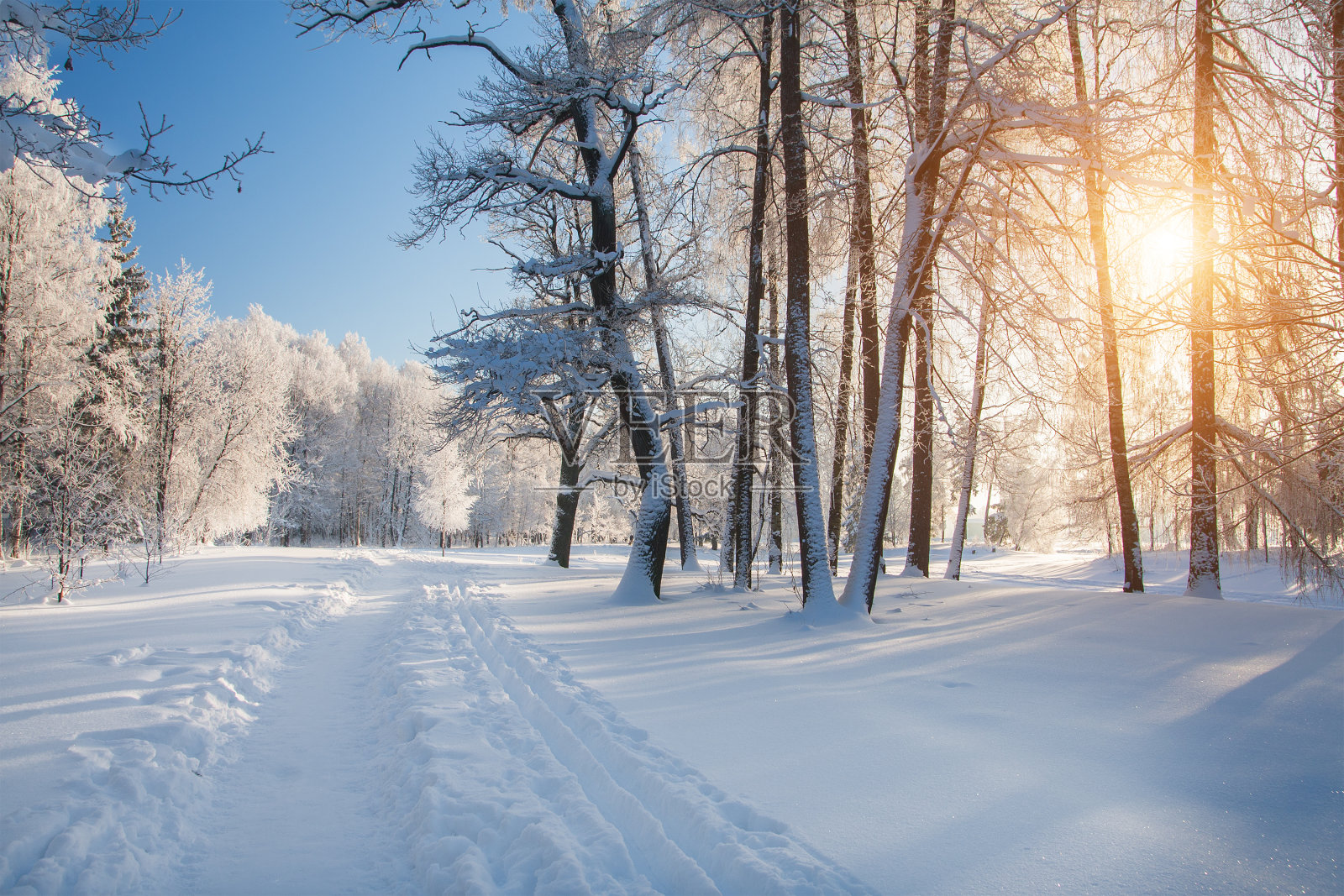 雪中的冬季公园照片摄影图片