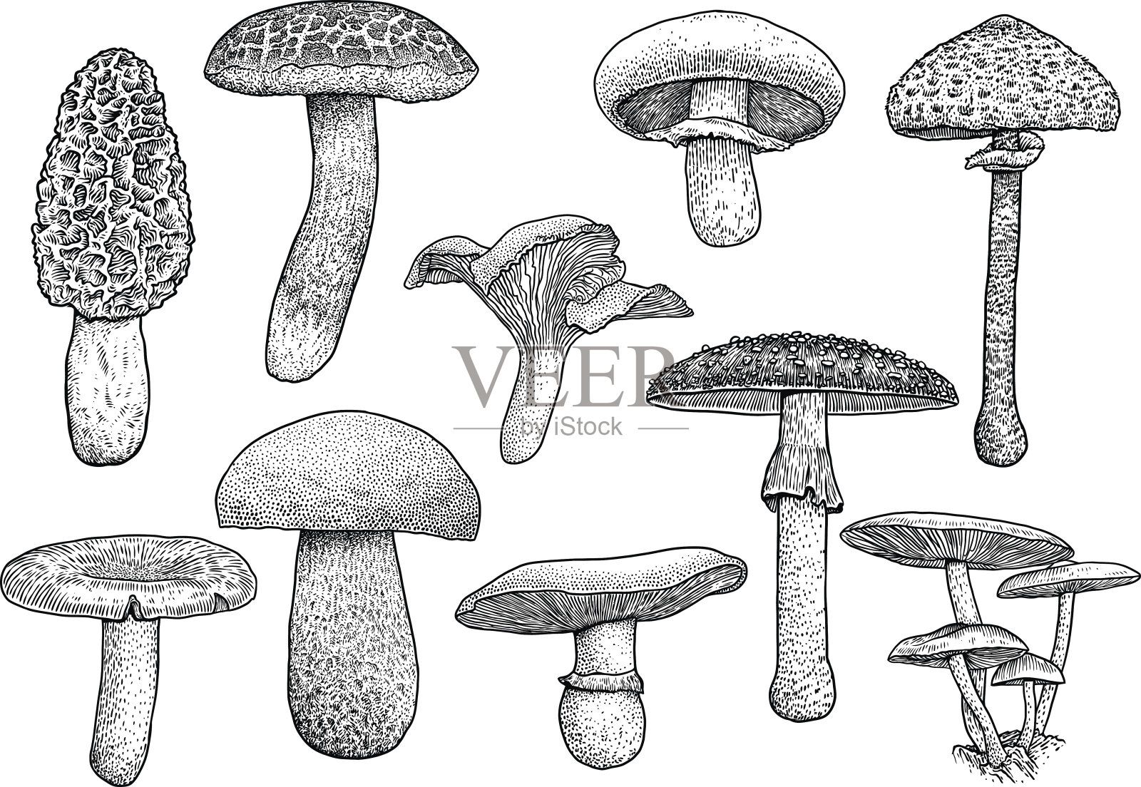 一组蘑菇插图，绘图，雕刻，矢量，线设计元素图片