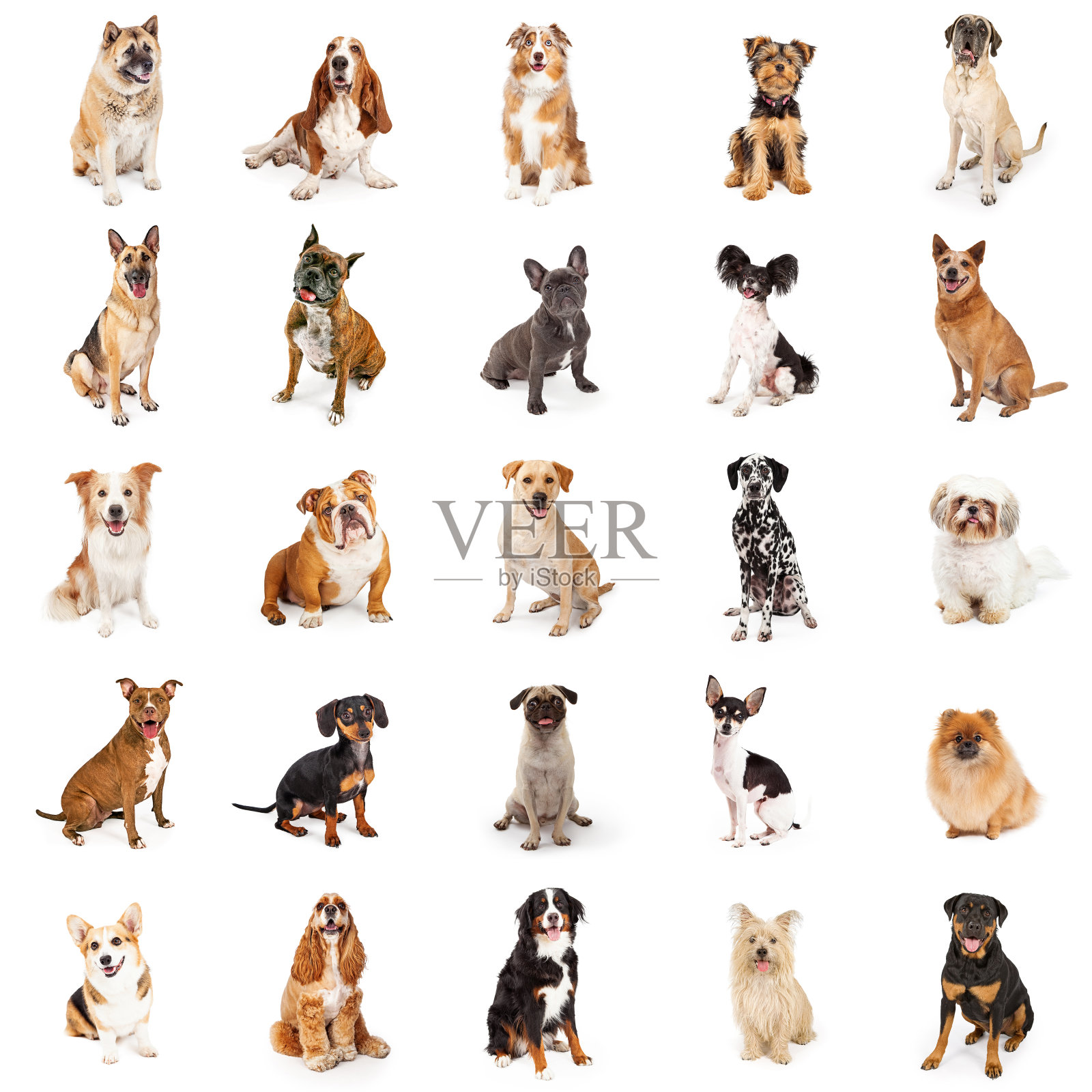 大量的普通品种的狗照片摄影图片