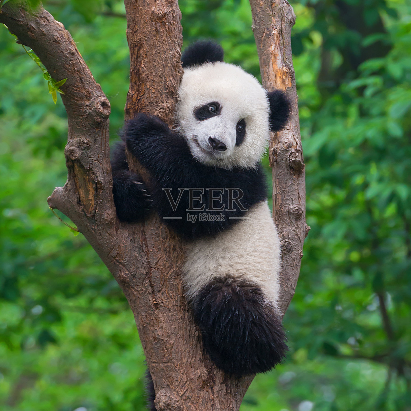 可爱的熊猫熊在树上爬照片摄影图片