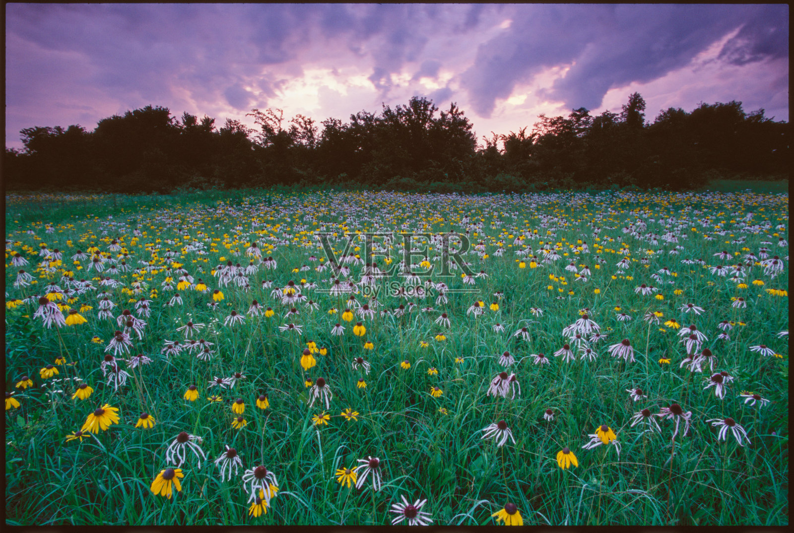 紫云和松果花，切诺基草原，阿肯色州照片摄影图片