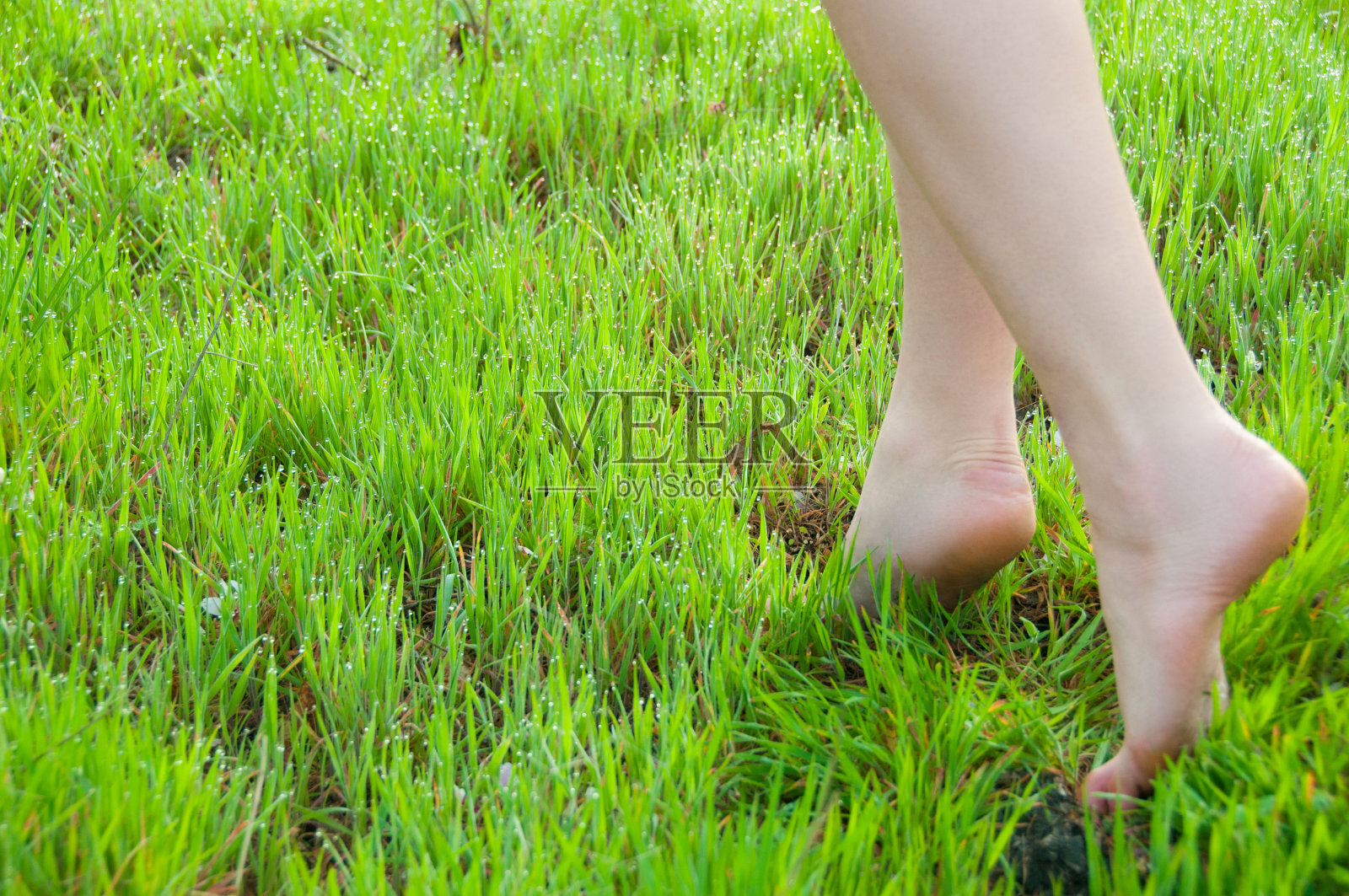 女性的腿赤脚走在绿色草地上的特写插画图片素材