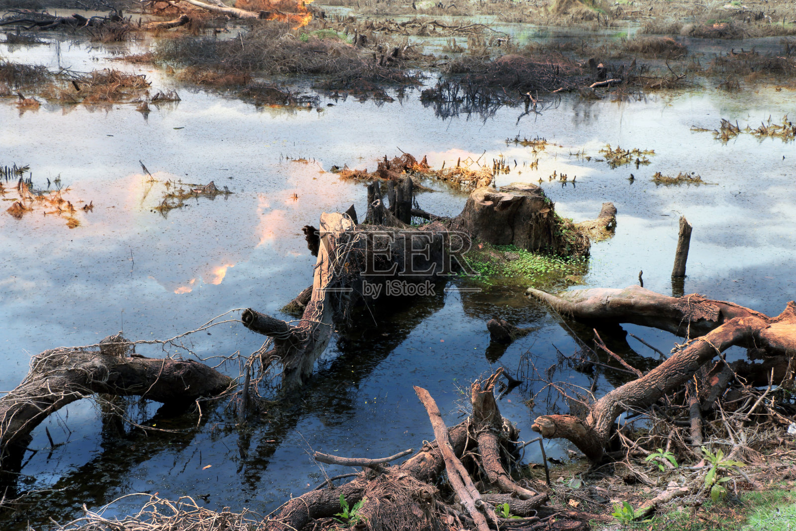 森林砍伐景观-生态与环境问题照片摄影图片
