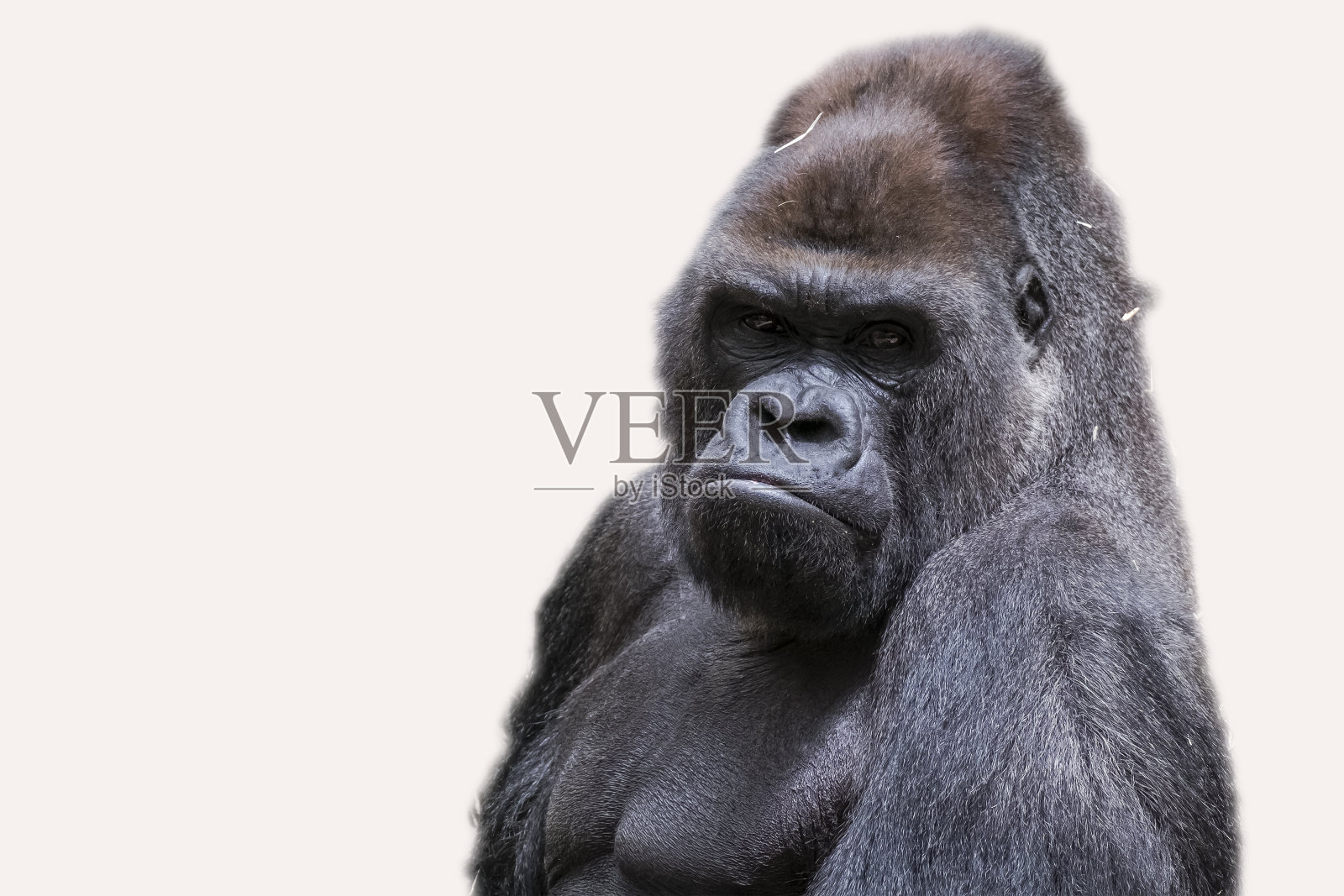 成年雄性大猩猩背银照片摄影图片