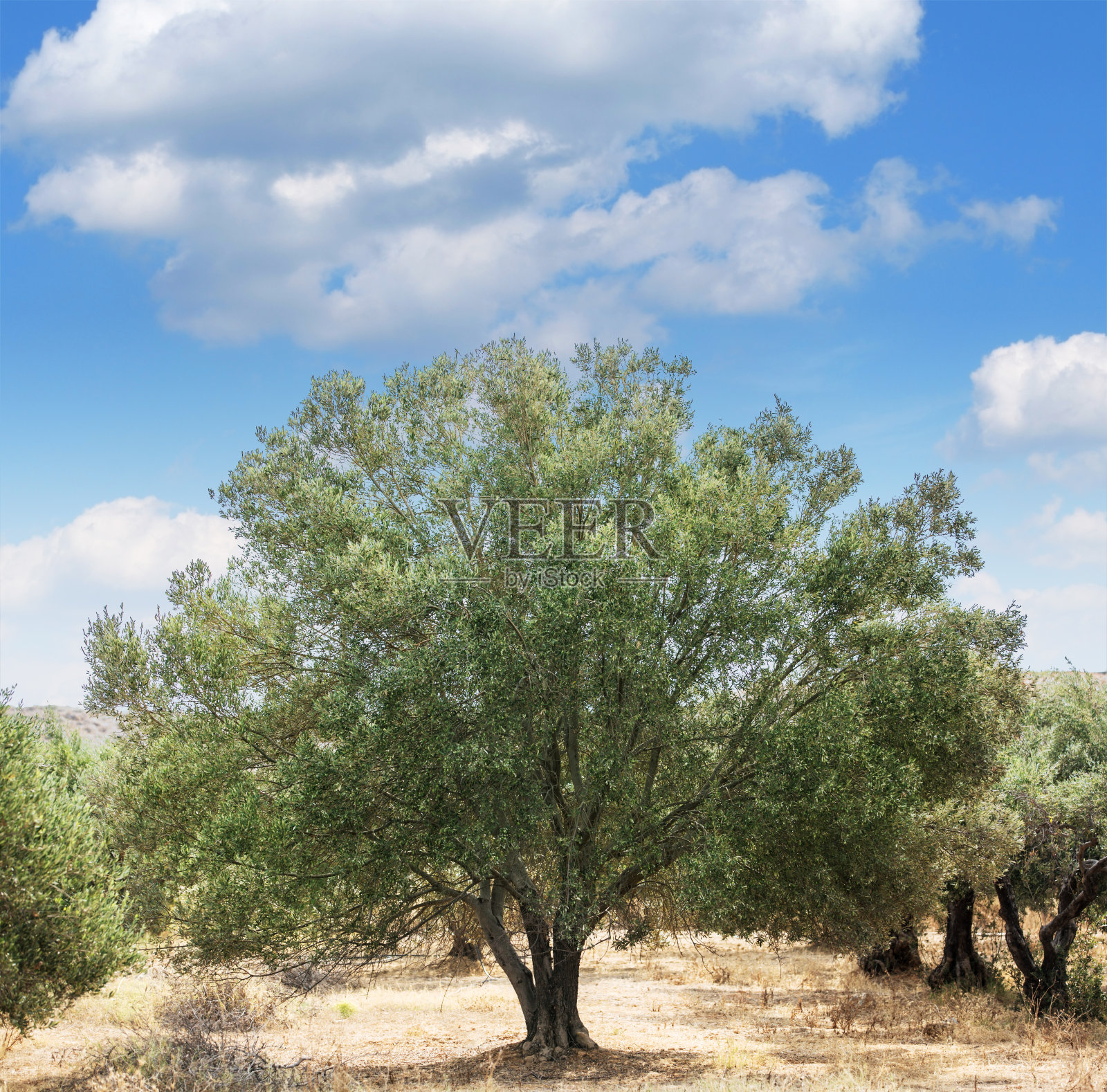 橄榄树的花园。照片摄影图片