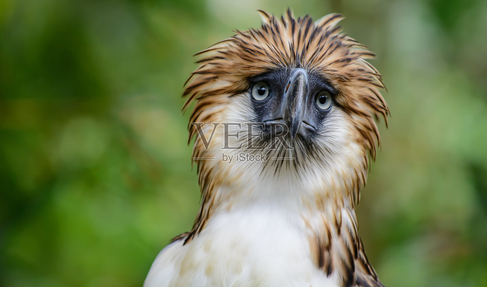 菲律宾鹰照片摄影图片