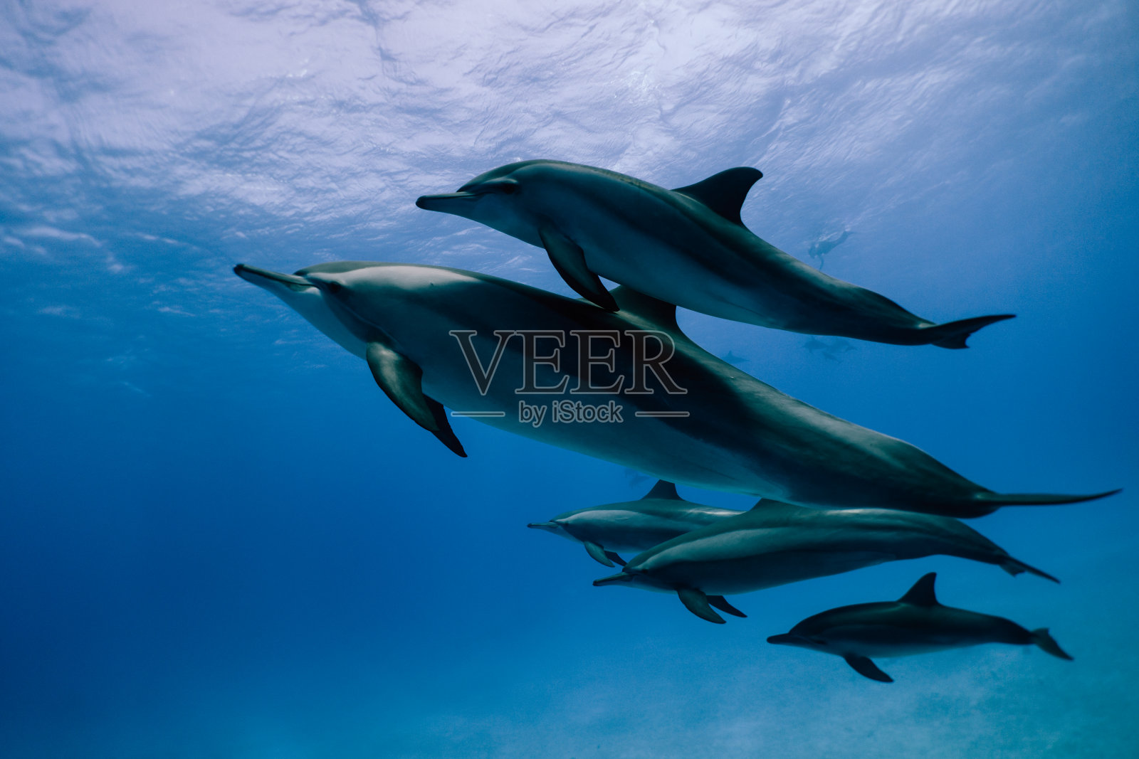 长喙海豚照片摄影图片