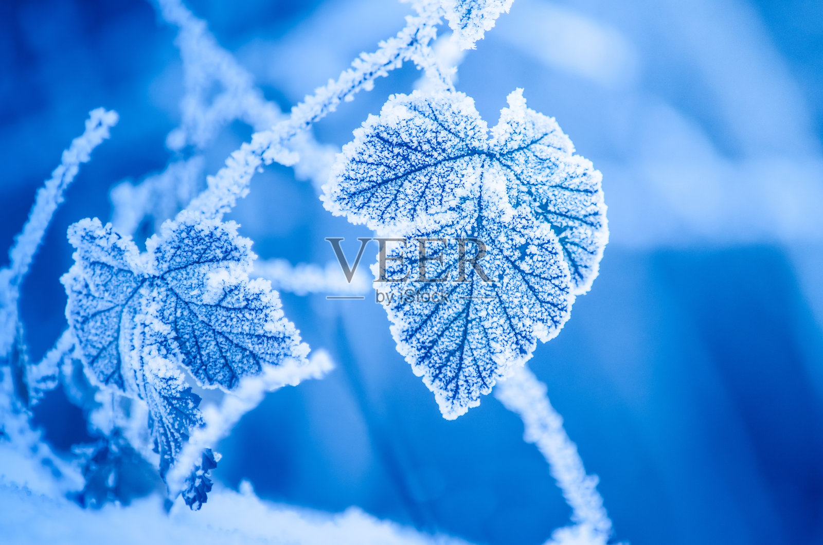 冬天有霜的叶子照片摄影图片