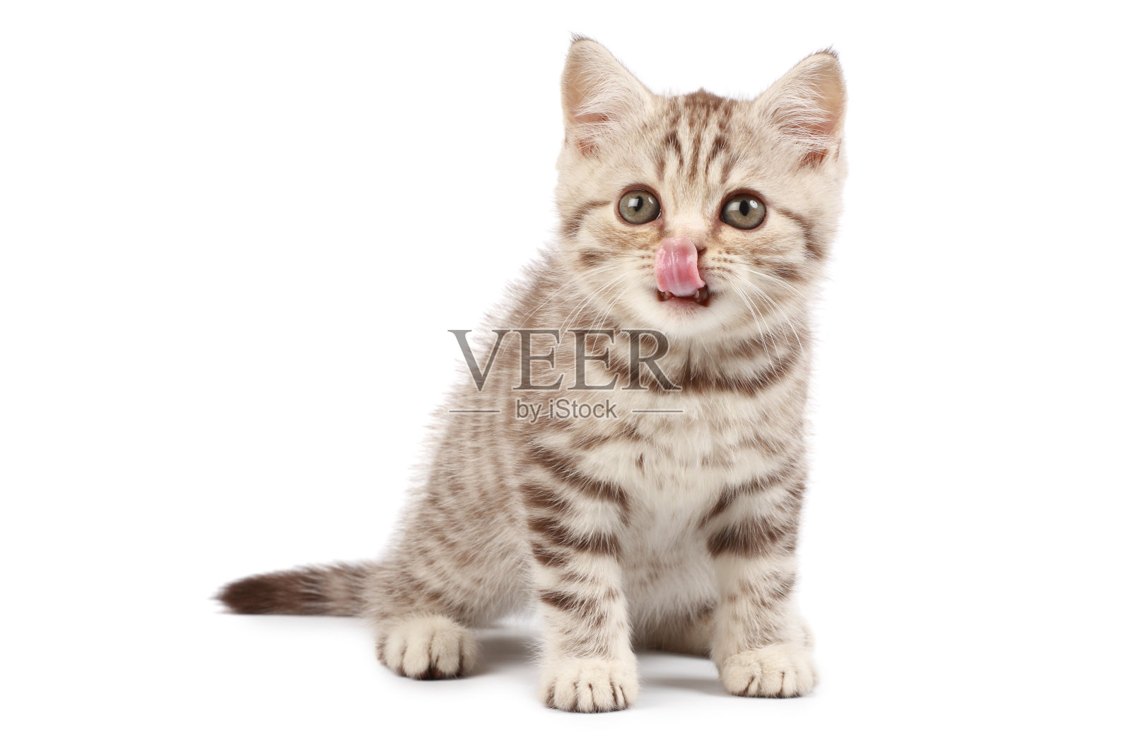 可爱的小猫，舌头在鼻子上照片摄影图片