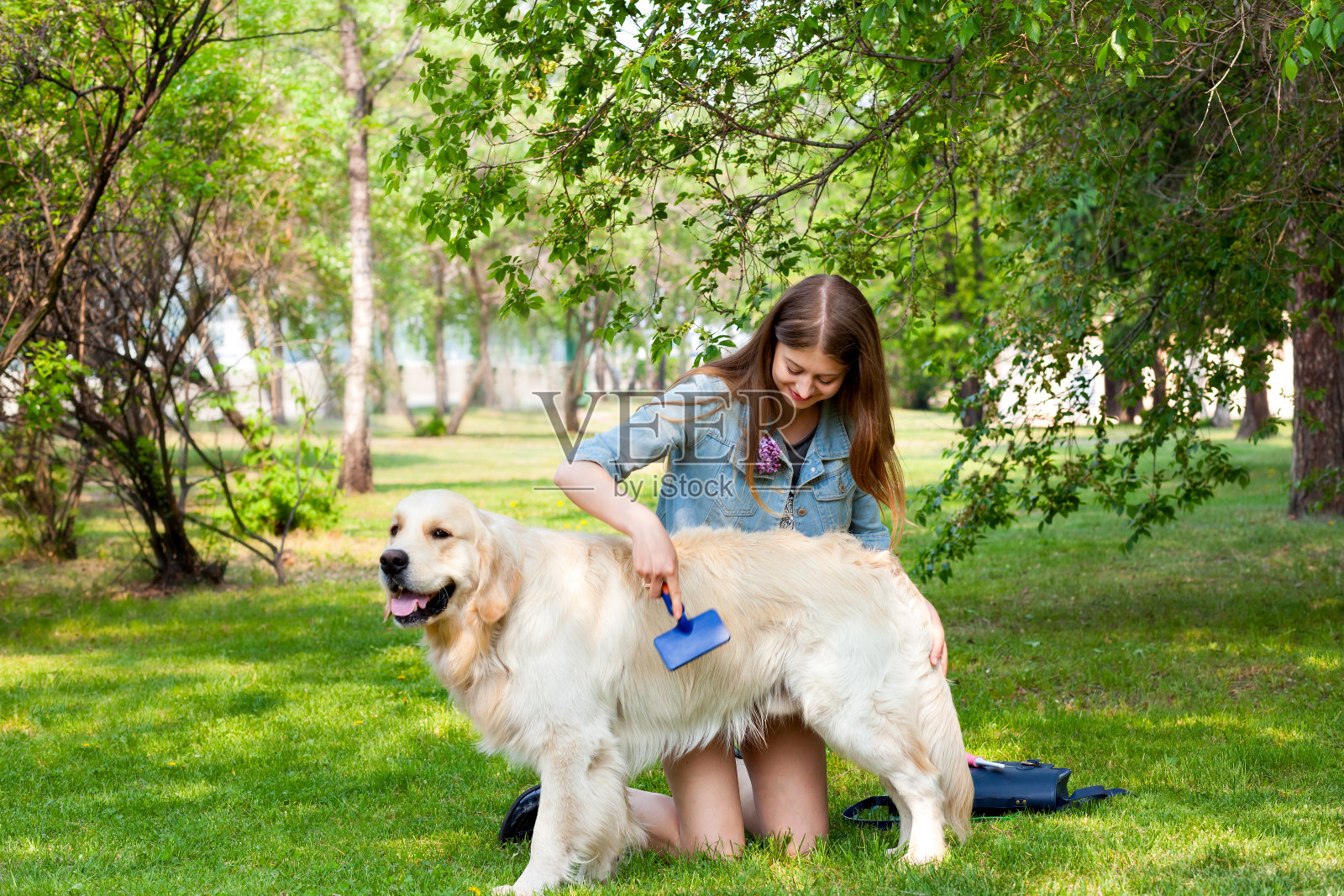 一个女人在绿色的草坪上梳理金毛猎犬照片摄影图片