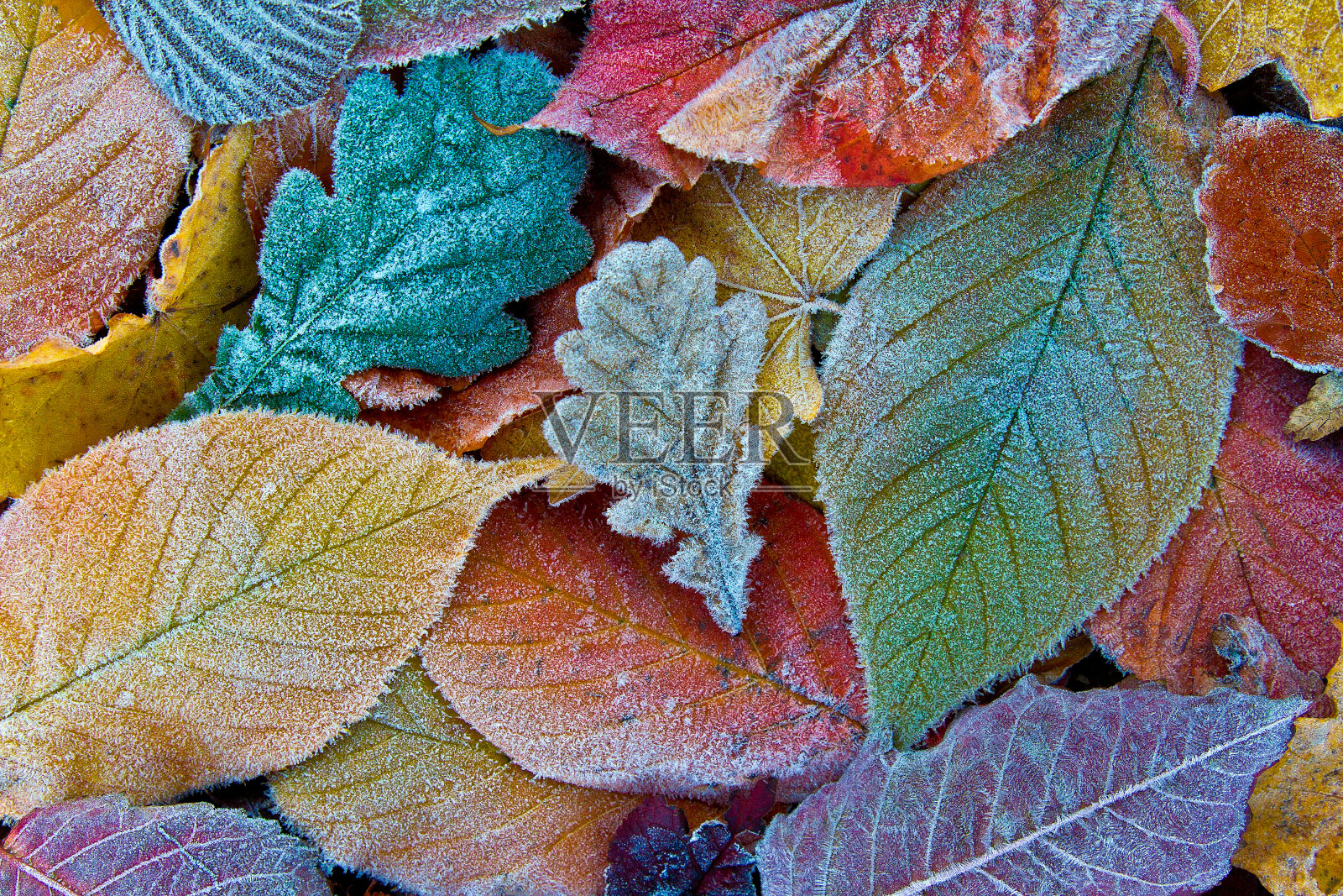 五彩缤纷的秋叶带着霜。霜冻的秋叶背景照片摄影图片