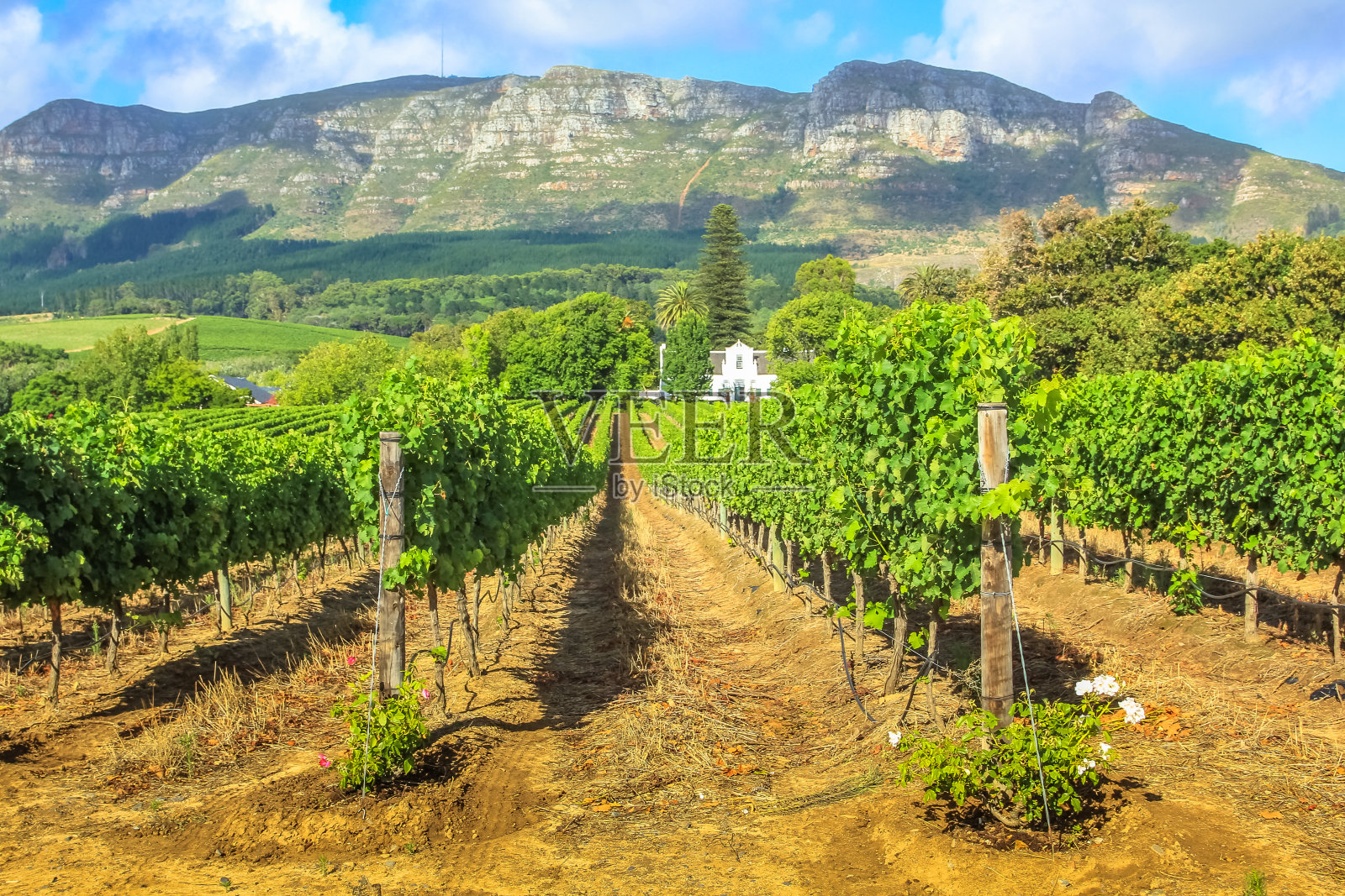 Stellenbosch葡萄酒之路照片摄影图片