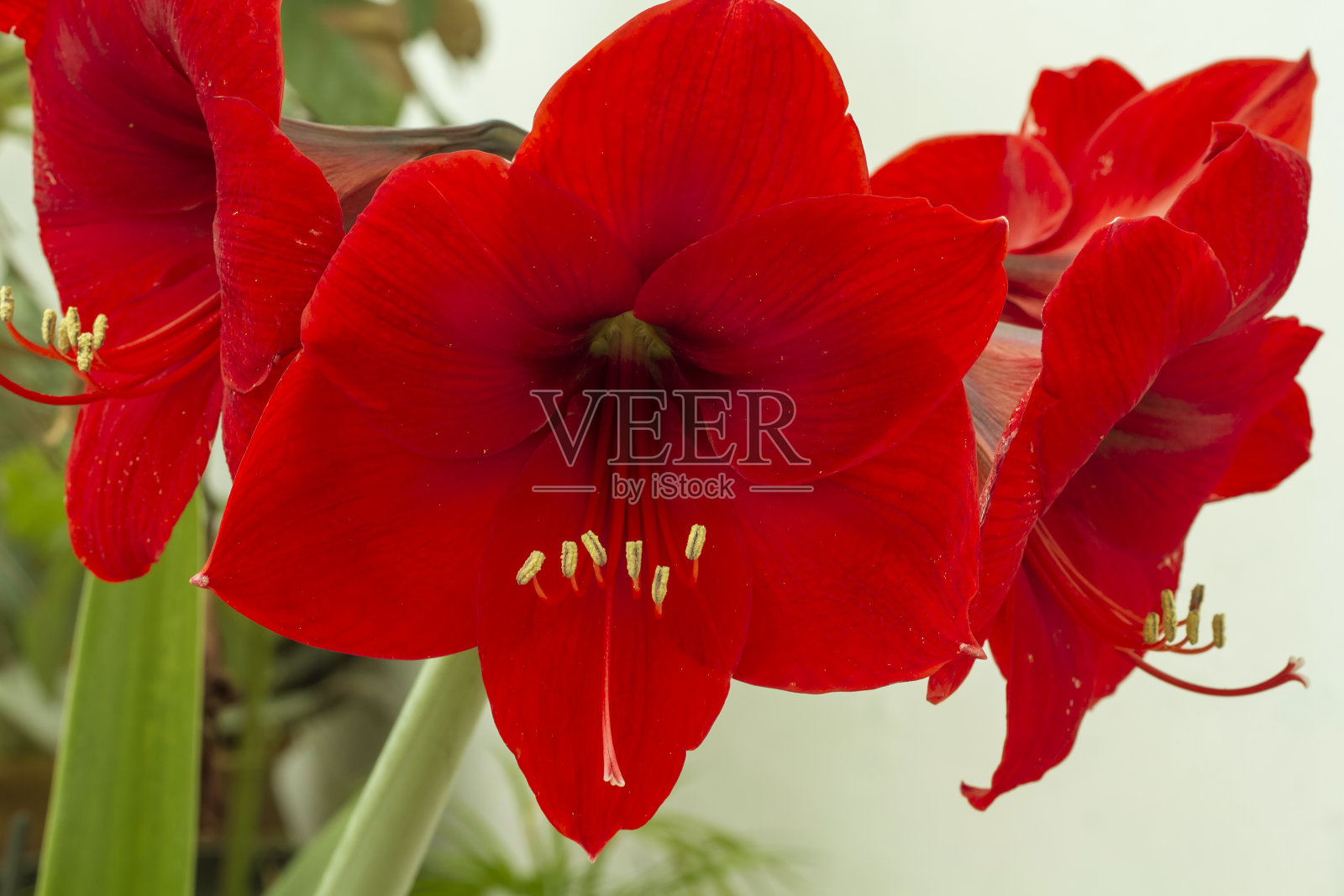红色Amarilis花照片摄影图片