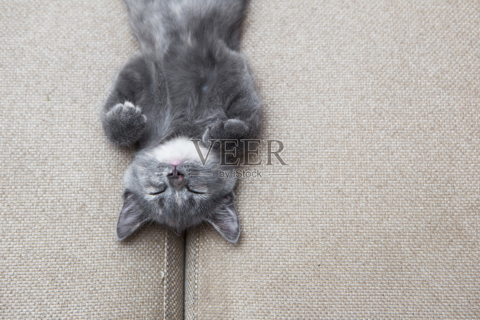 灰色的小猫睡觉照片摄影图片