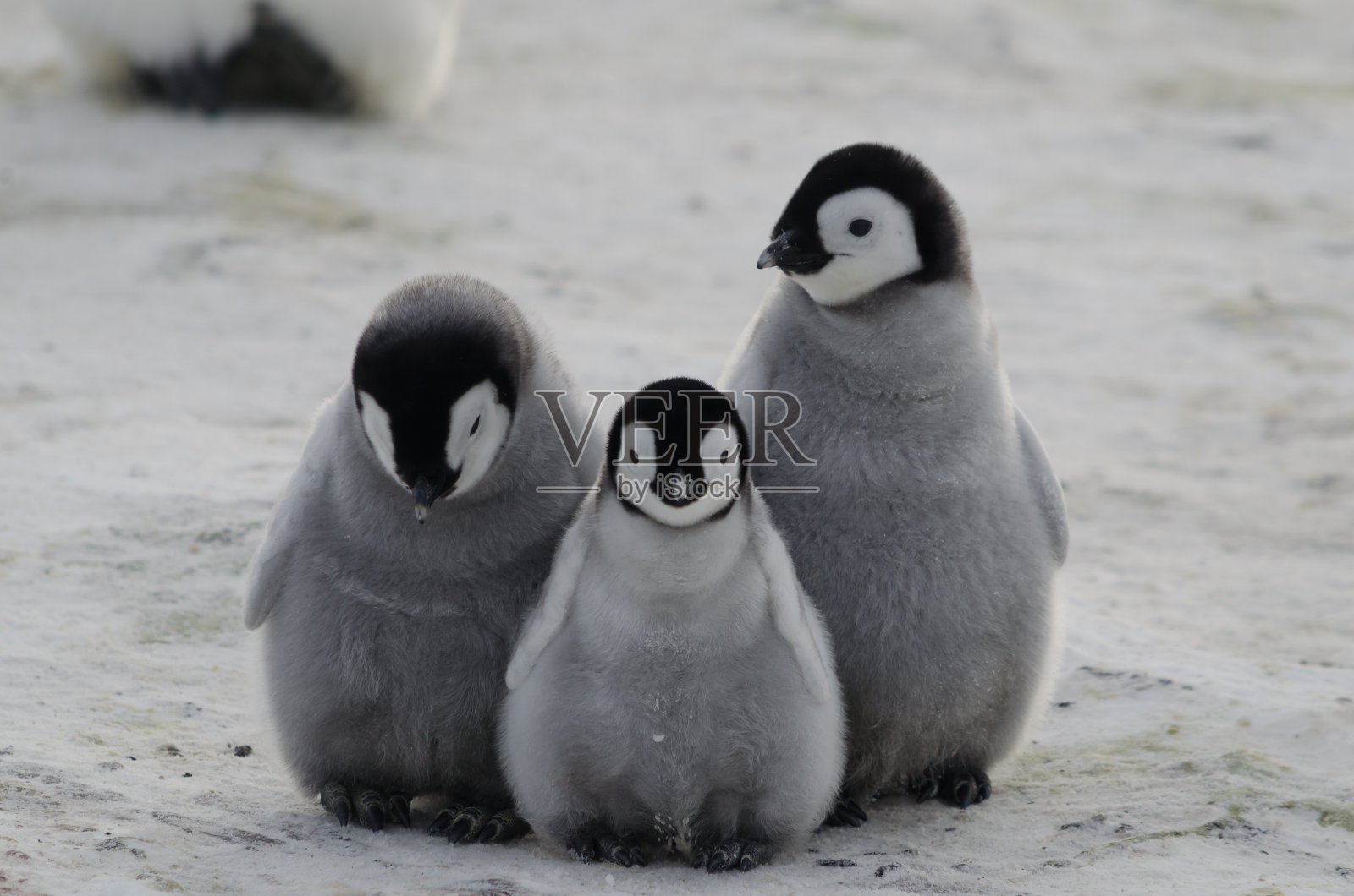 三个企鹅雏鸟照片摄影图片