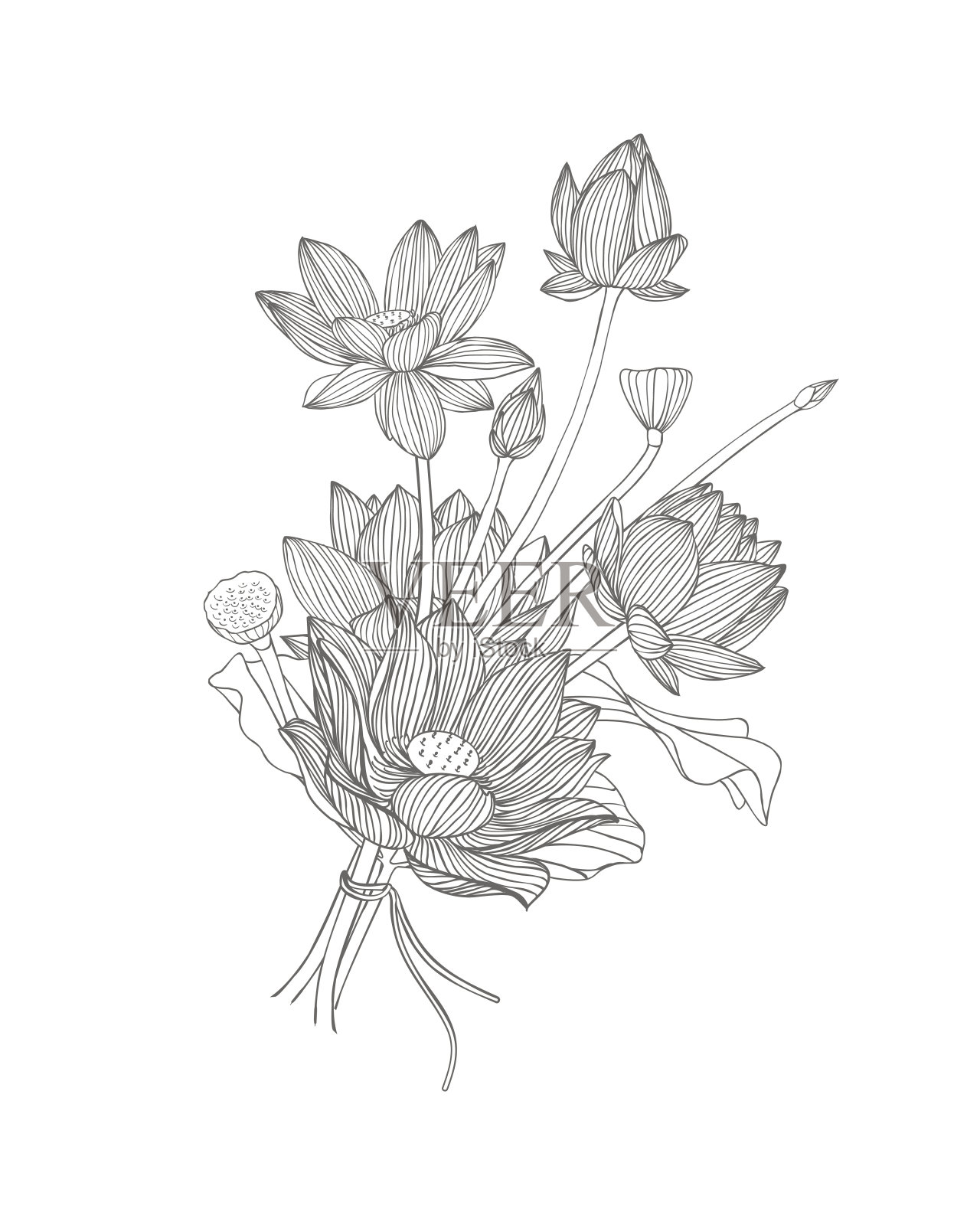 莲花的花束。黑色和白色插画图片素材