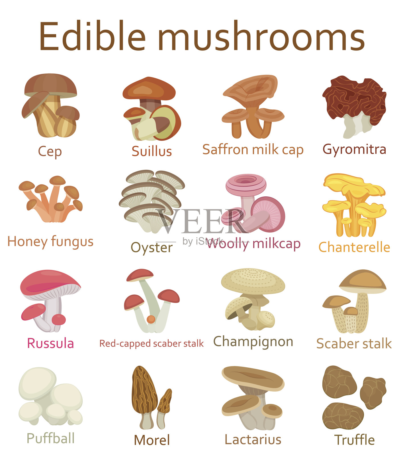 可食用的蘑菇。平的图标。矢量插图。设计元素图片