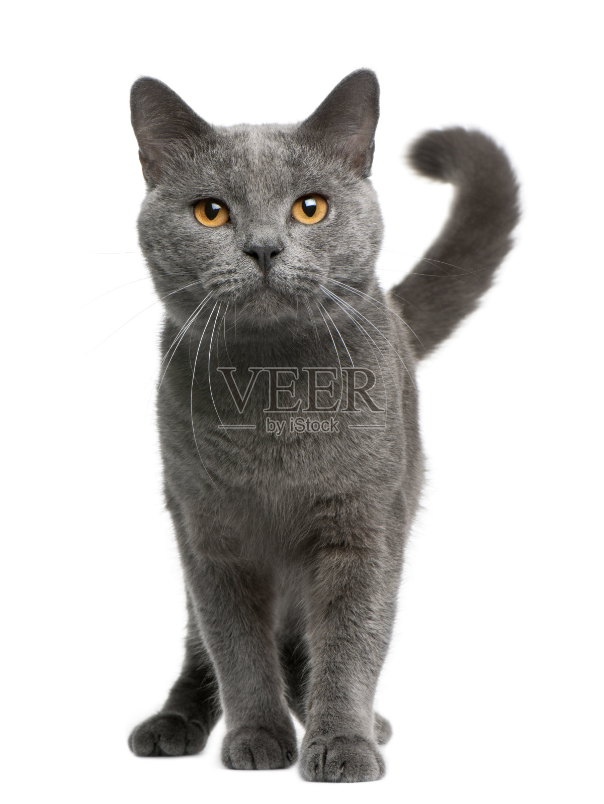 Chartreux猫的正面视图，16个月大，站立照片摄影图片